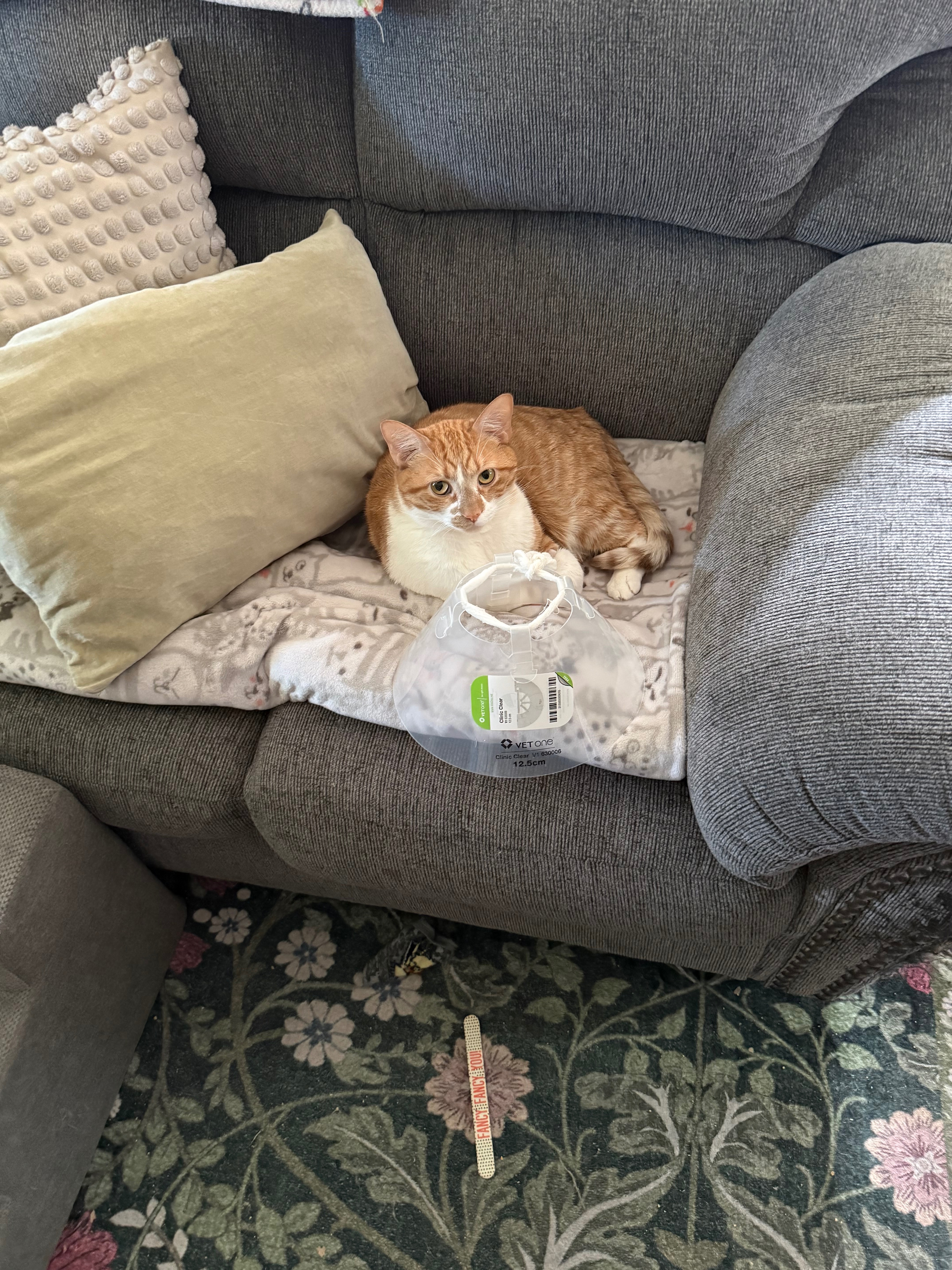 Help for Wally's Unexpected Vet Bills campaign photo, 2 of 7