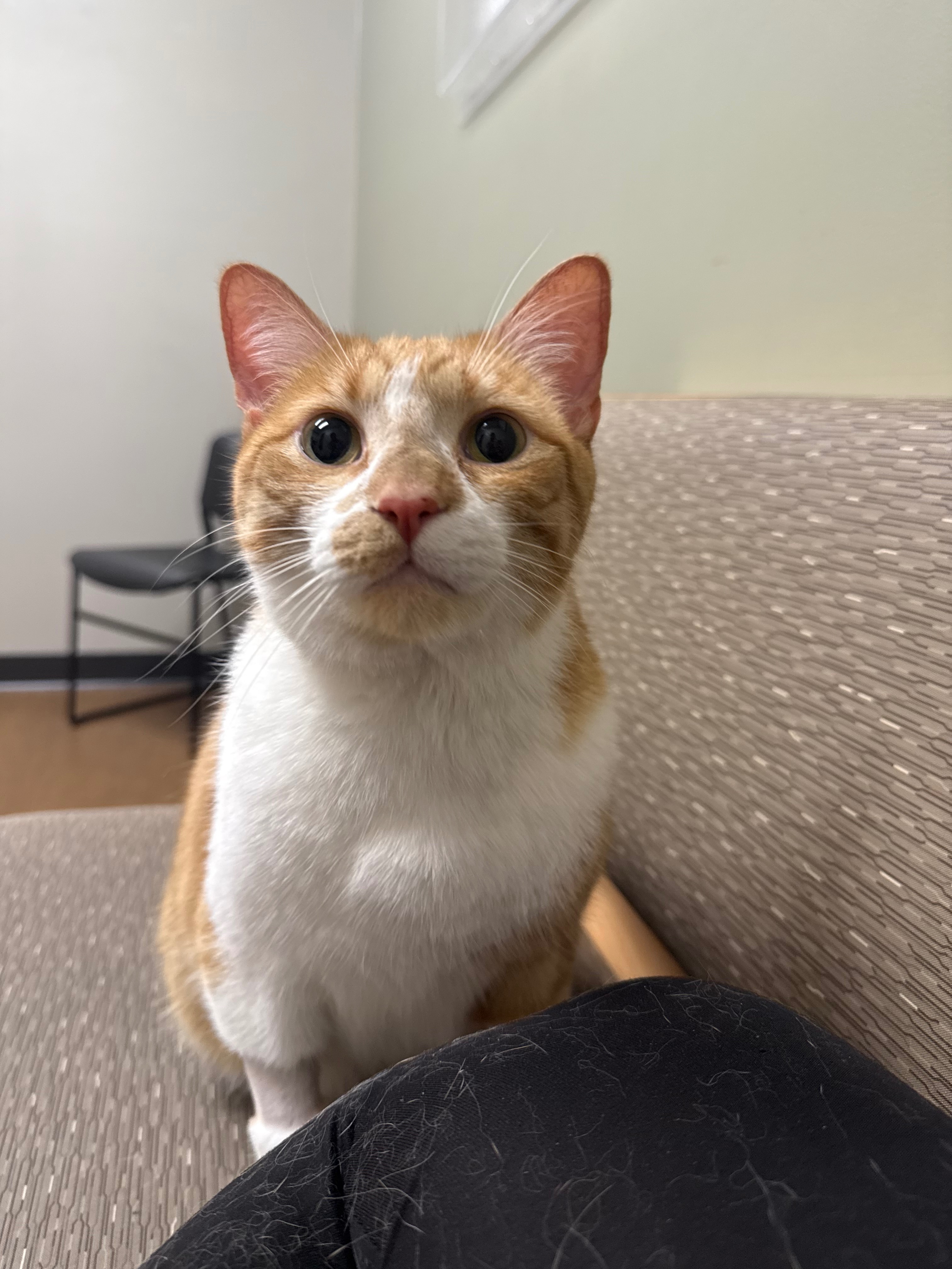 Help for Wally's Unexpected Vet Bills campaign photo, 5 of 7