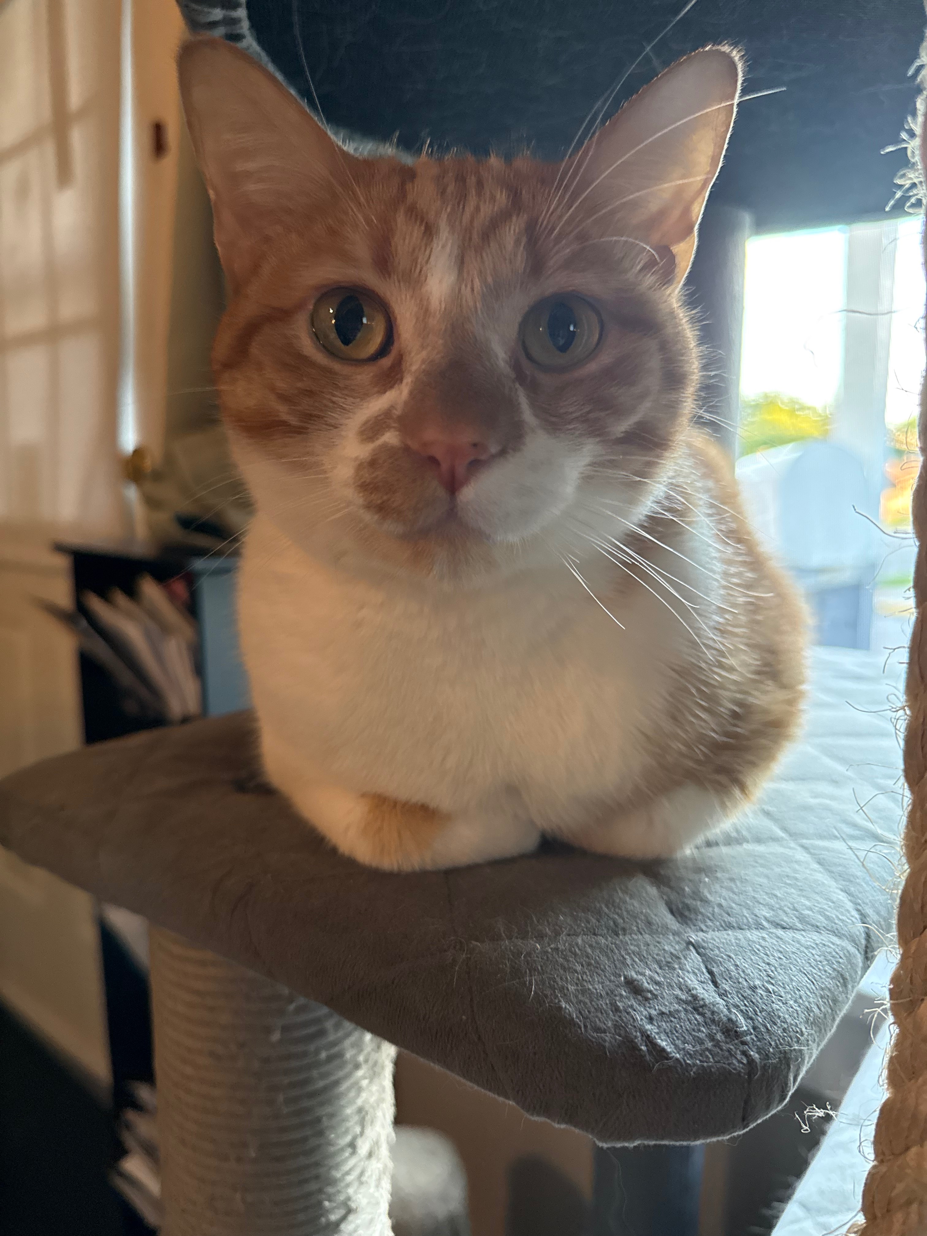 Help for Wally's Unexpected Vet Bills campaign photo, 4 of 7