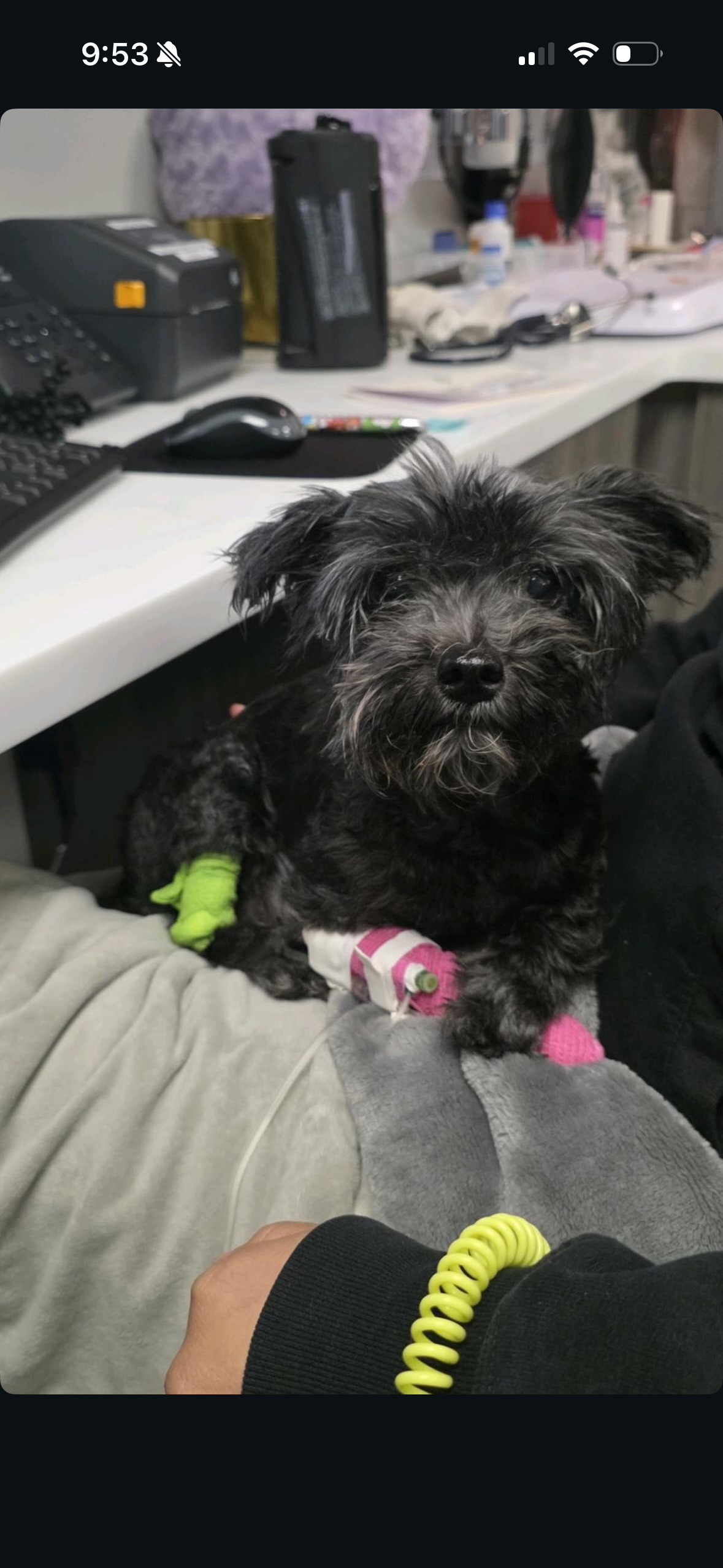 HELP SAVE MADAME MIM!!!!! (Formerly Socks) campaign photo, 4 of 8