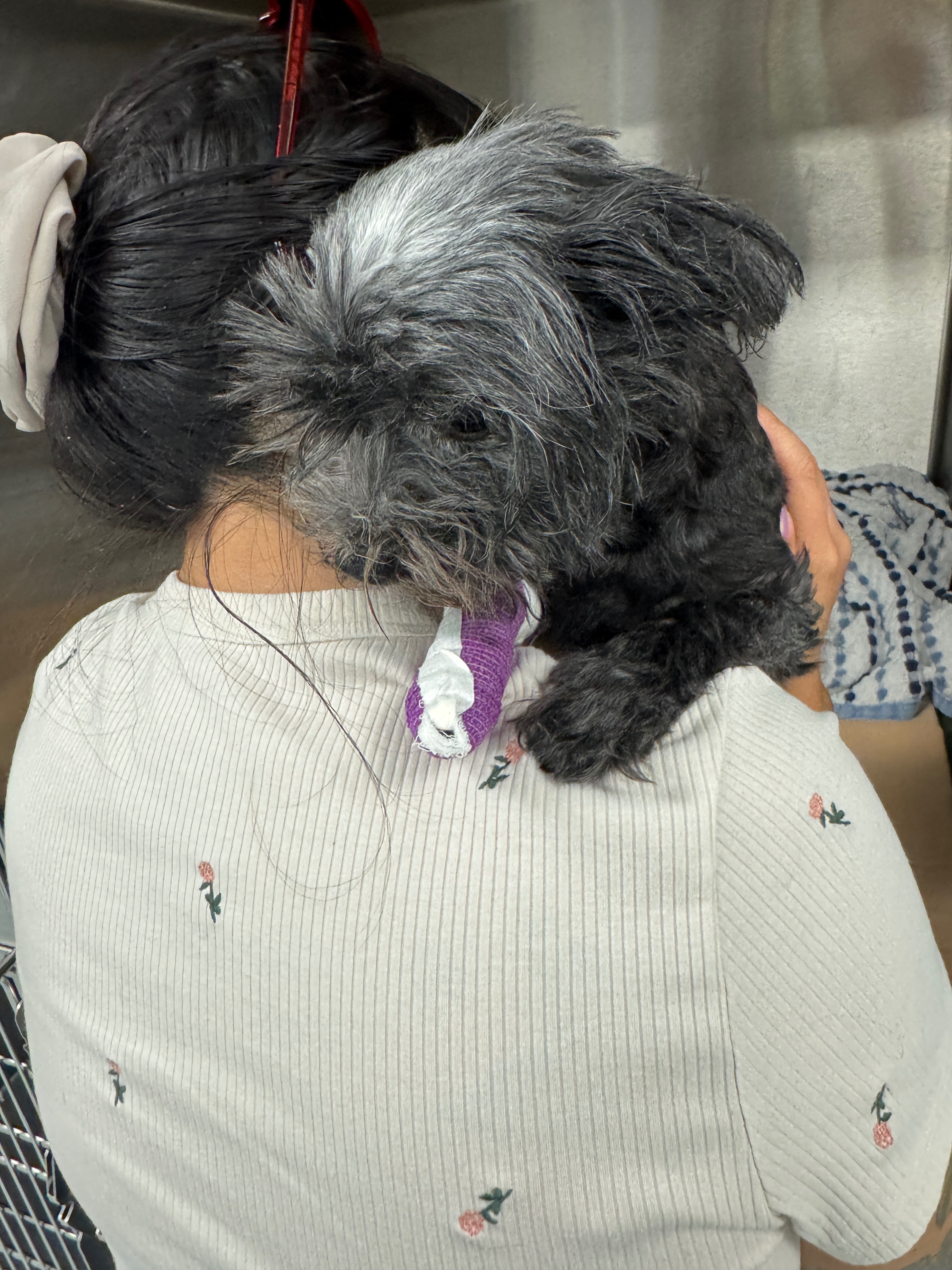 HELP SAVE MADAME MIM!!!!! (Formerly Socks) campaign photo, 2 of 8