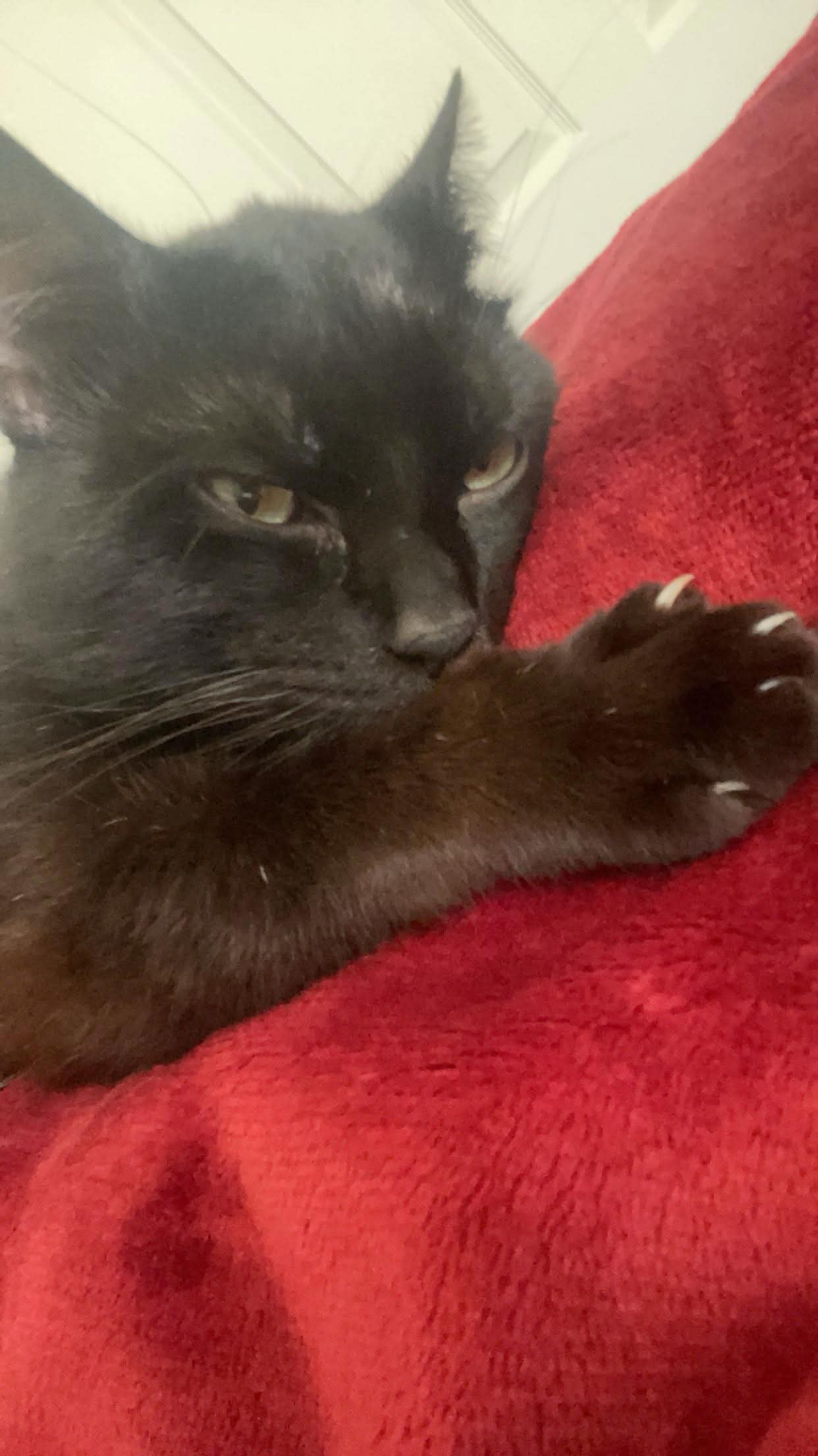 Help Morris with Urinary Blockage Recovery campaign photo, 4 of 8