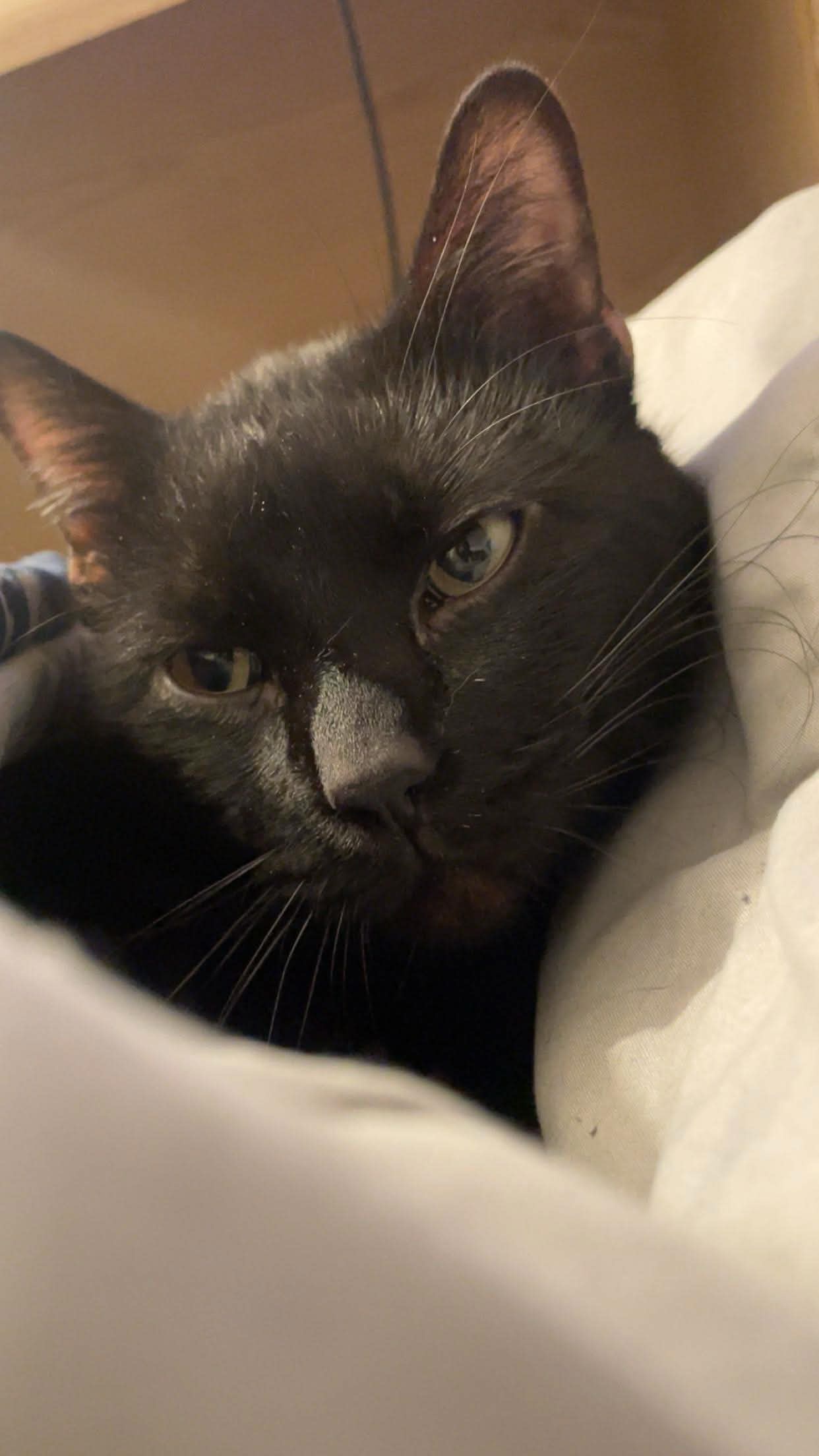 Help Morris with Urinary Blockage Recovery campaign photo, 7 of 8