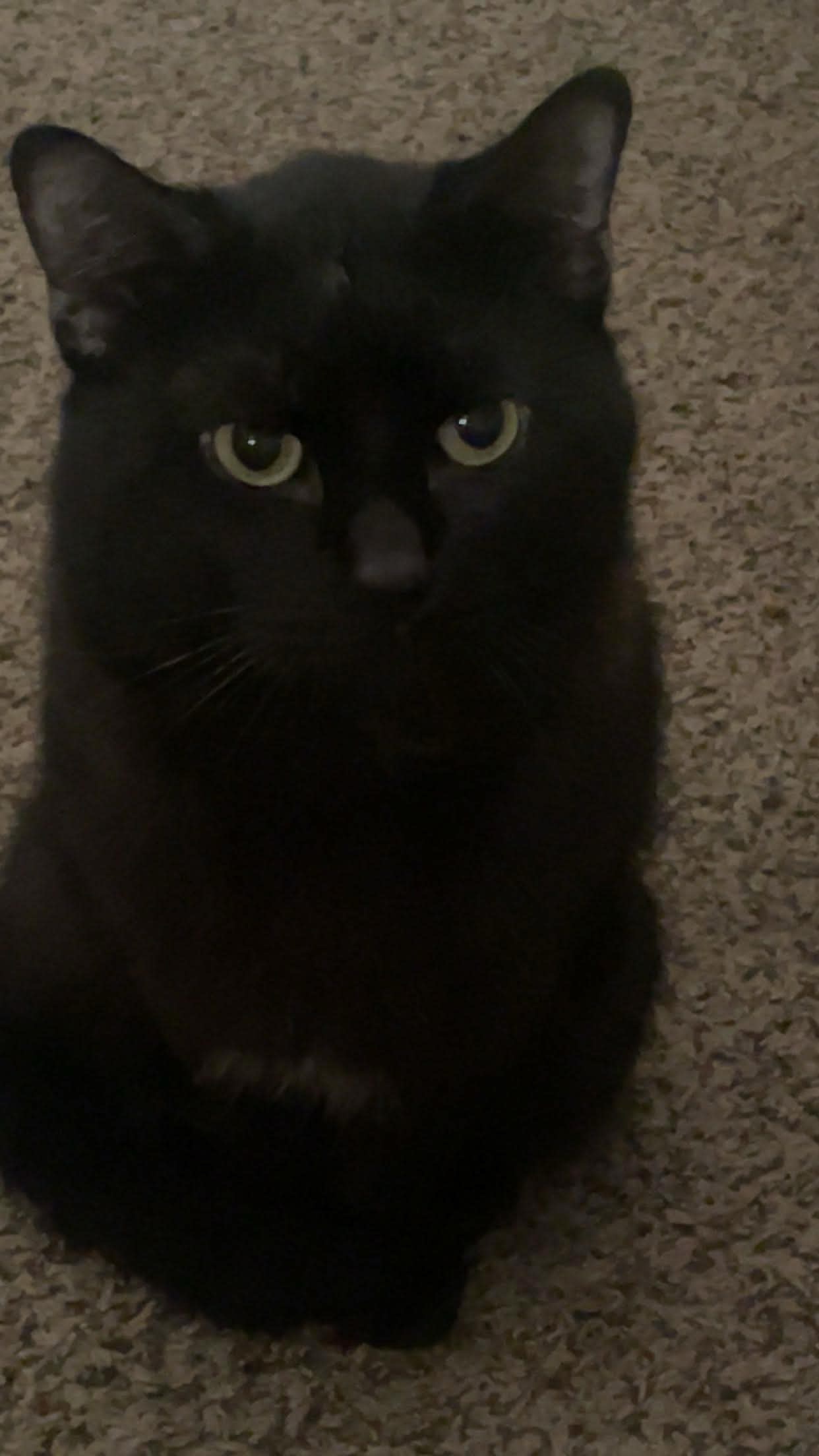 Help Morris with Urinary Blockage Recovery campaign photo, 5 of 8