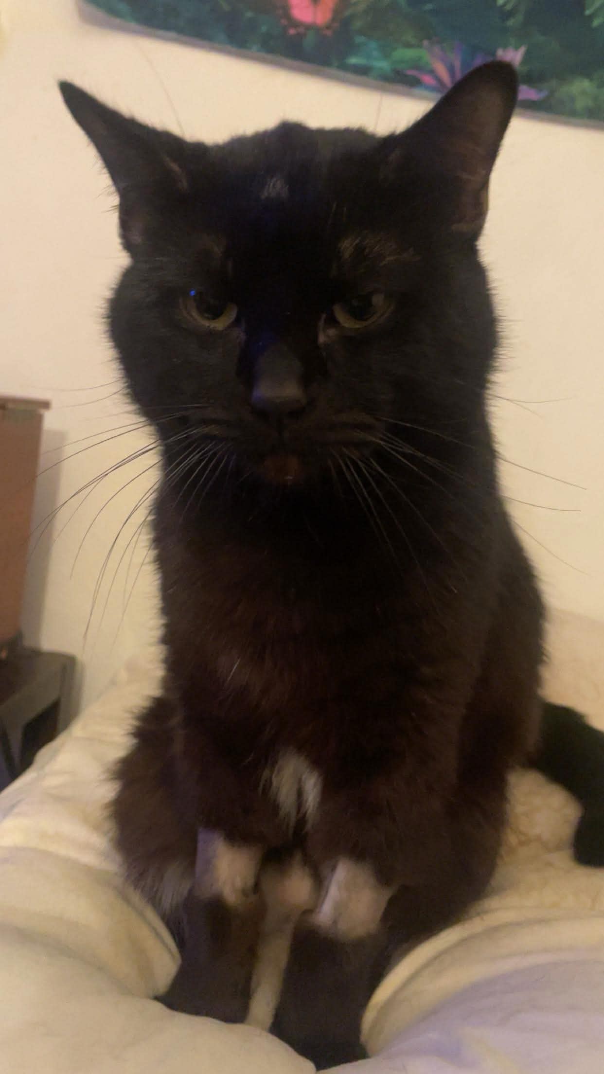 Help Morris with Urinary Blockage Recovery campaign photo, 6 of 8