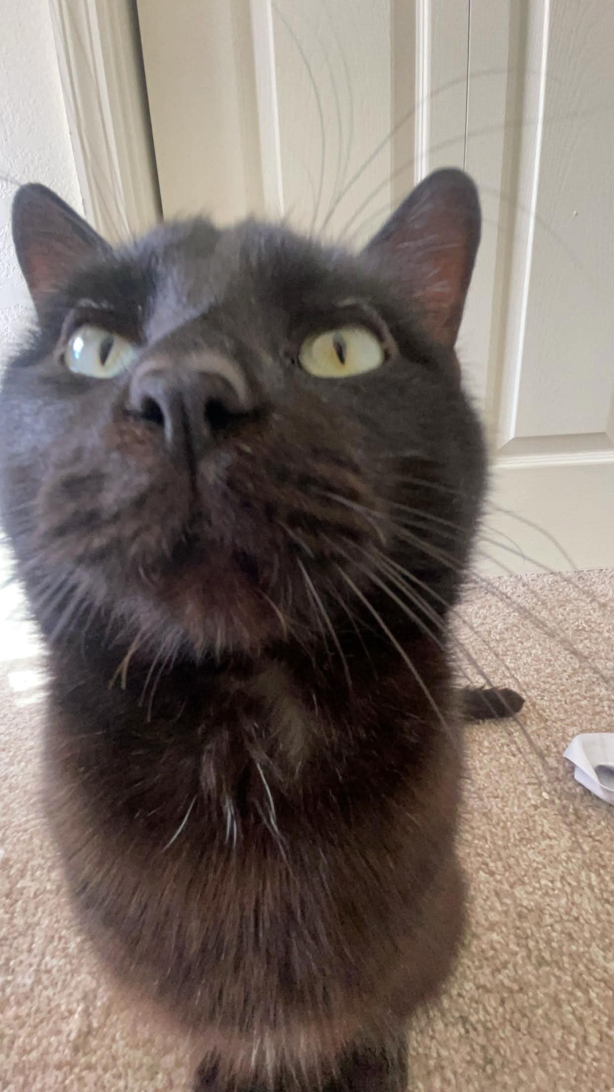 Help Morris with Urinary Blockage Recovery campaign photo, 2 of 8