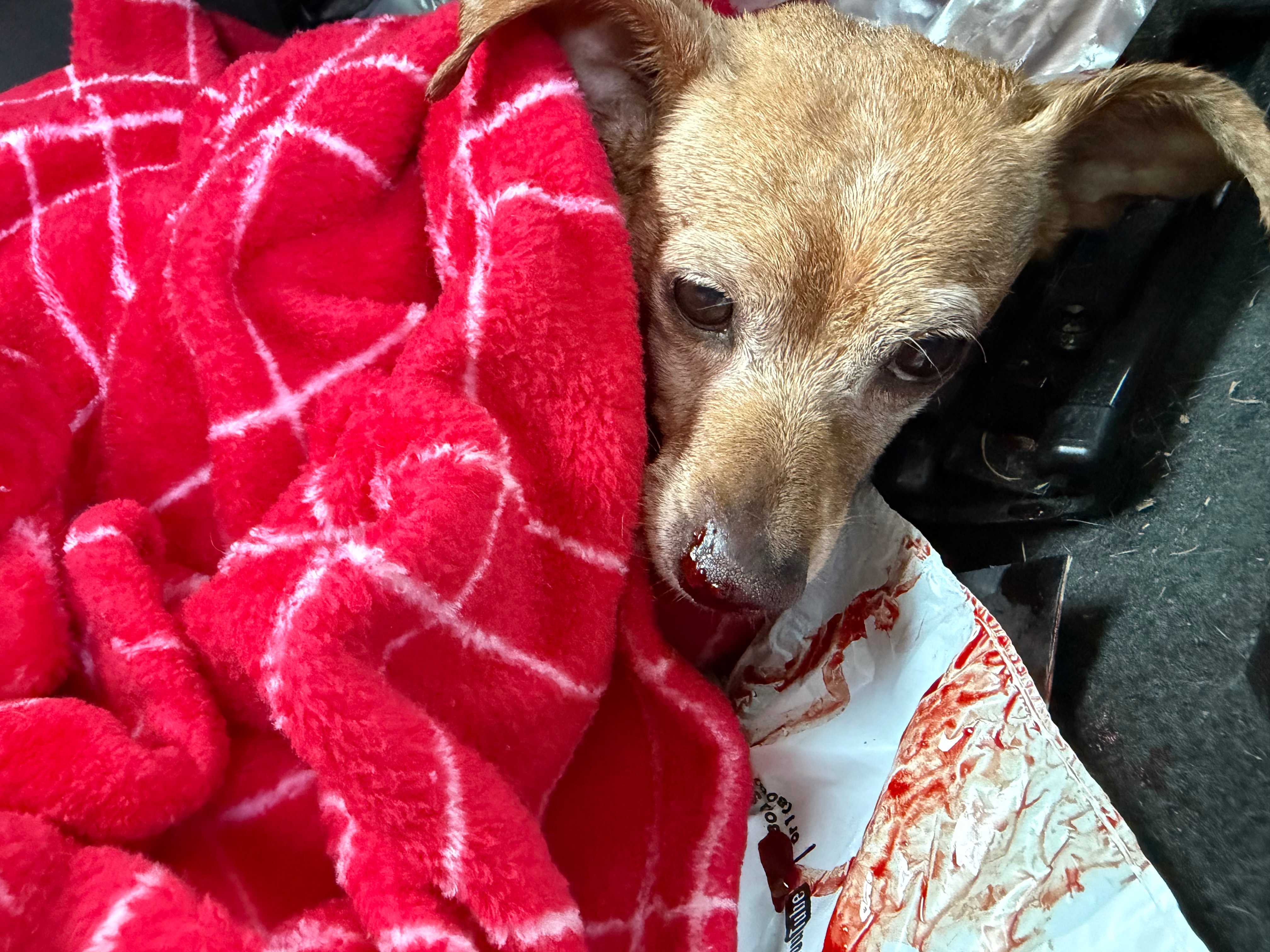 Help Peanut Recover After Being Hit by a Car campaign photo, 4 of 5