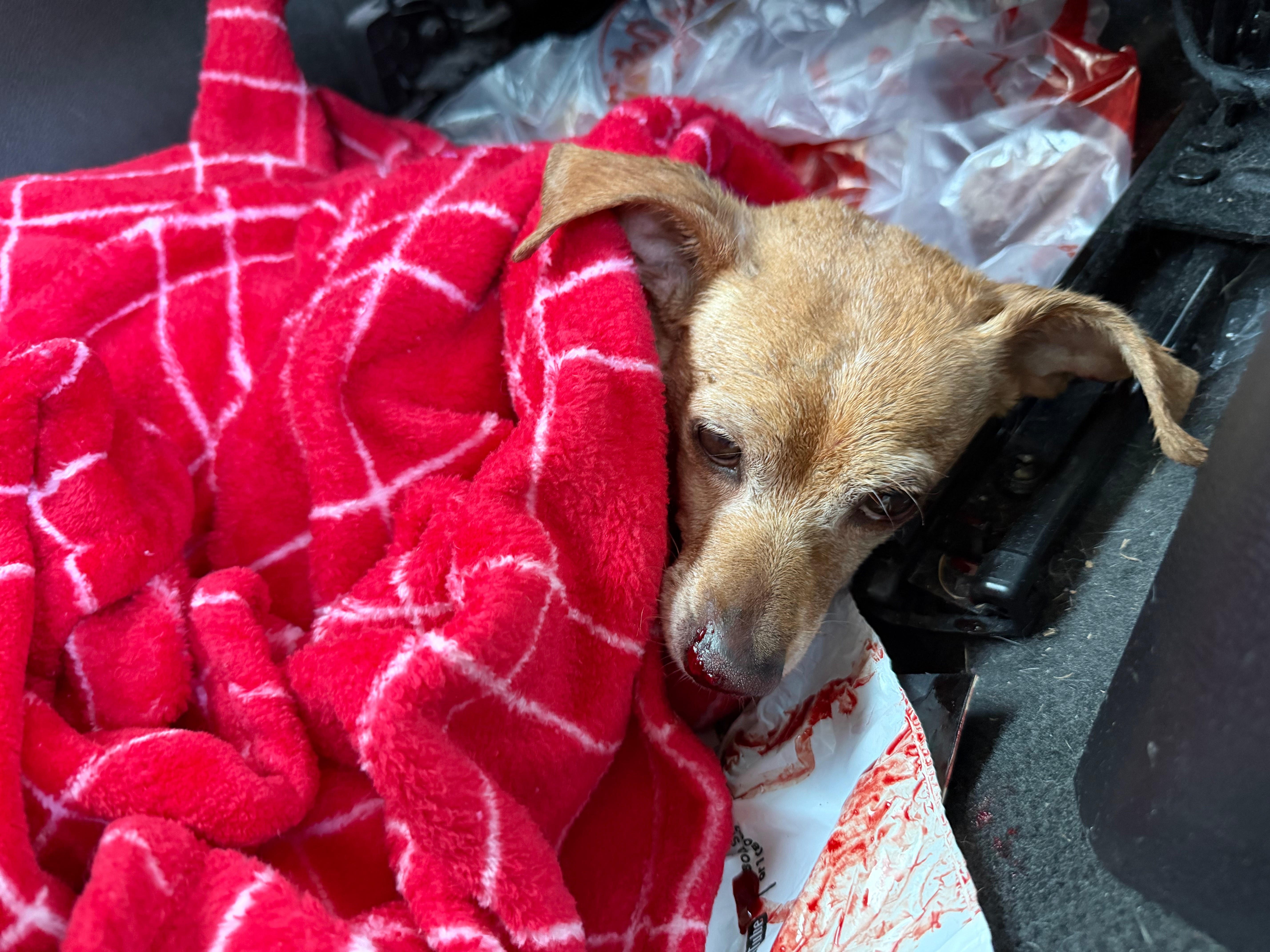 Help Peanut Recover After Being Hit by a Car campaign photo, 2 of 5