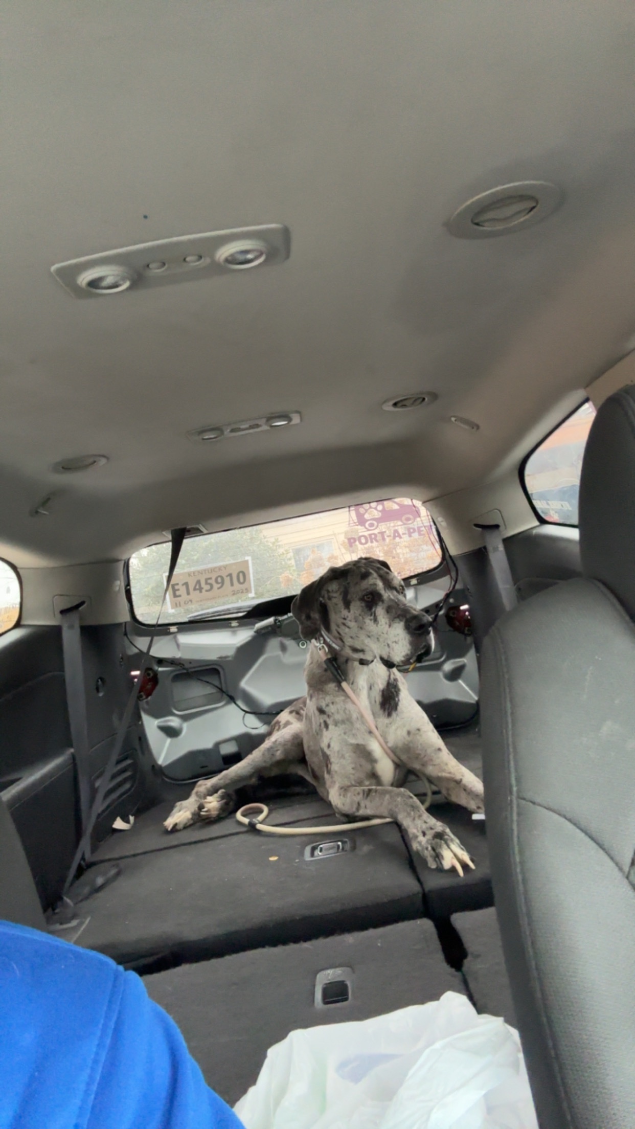 Help Port-A-Pet Recover After Tragic Loss campaign photo, 4 of 8