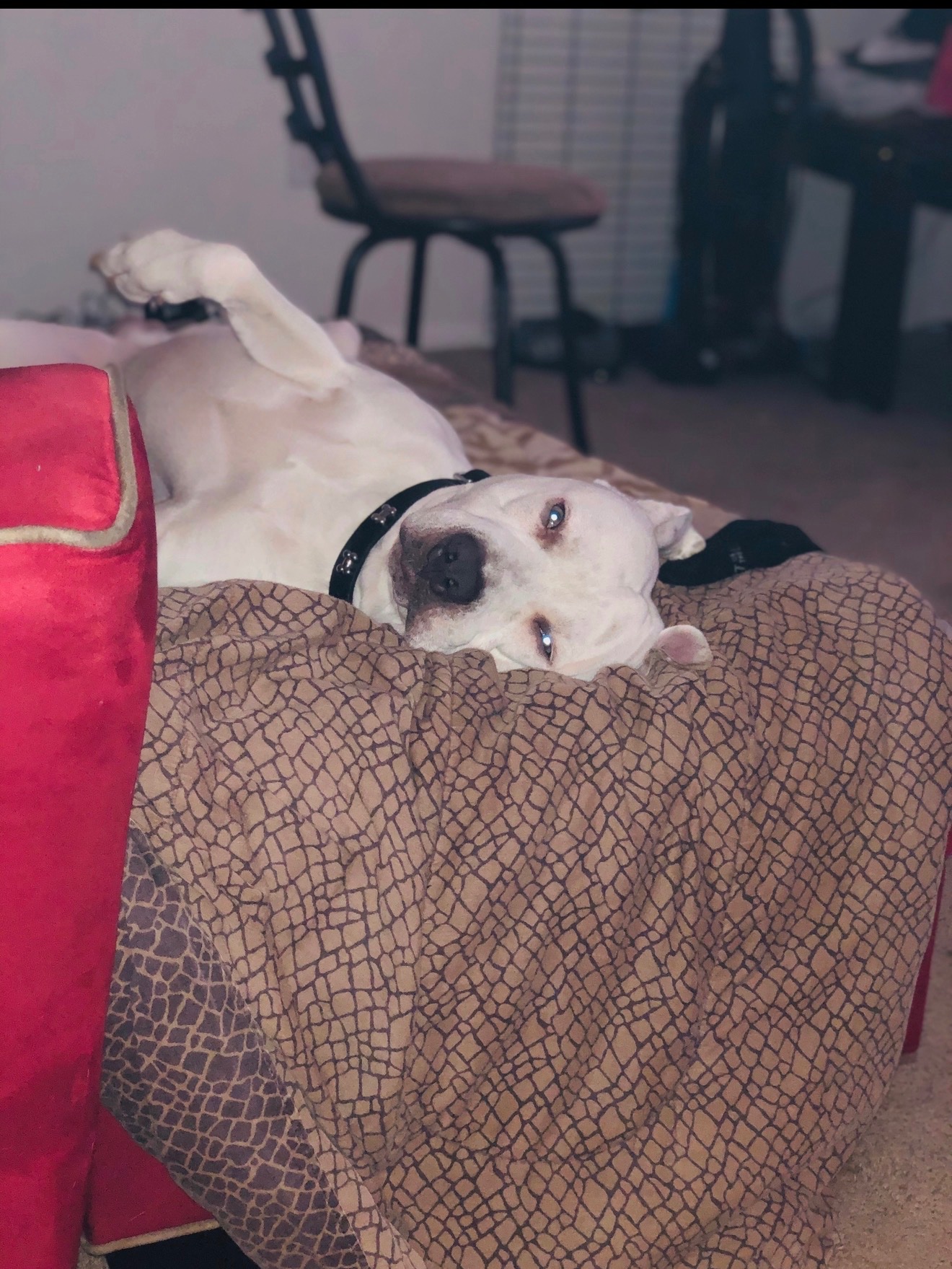 Help Ghost with a temporary boarding stay! campaign photo, 2 of 6