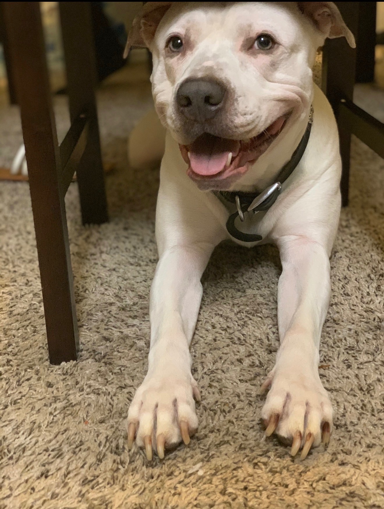 Help Ghost with a temporary boarding stay! campaign photo, 5 of 6