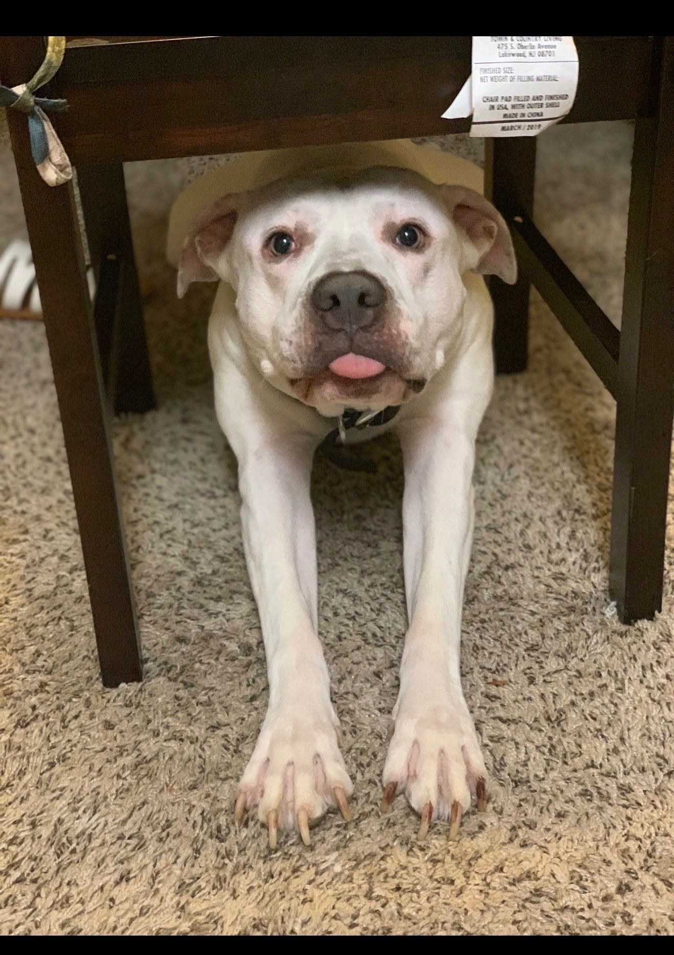 Help Ghost with a temporary boarding stay! campaign photo, 4 of 6