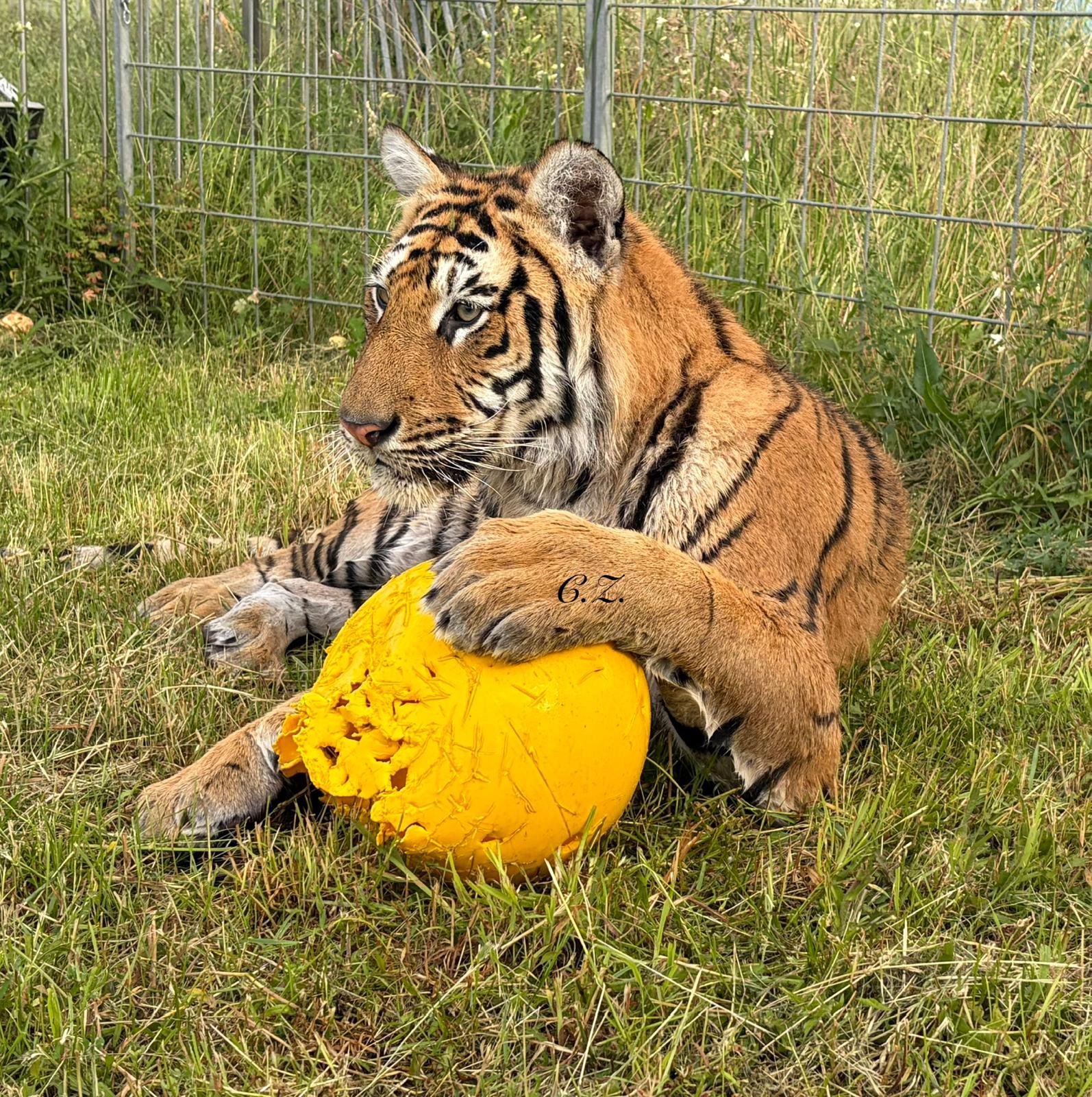 Spendenaufruf für in Not geratene Tiger campaign photo, 2 of 6