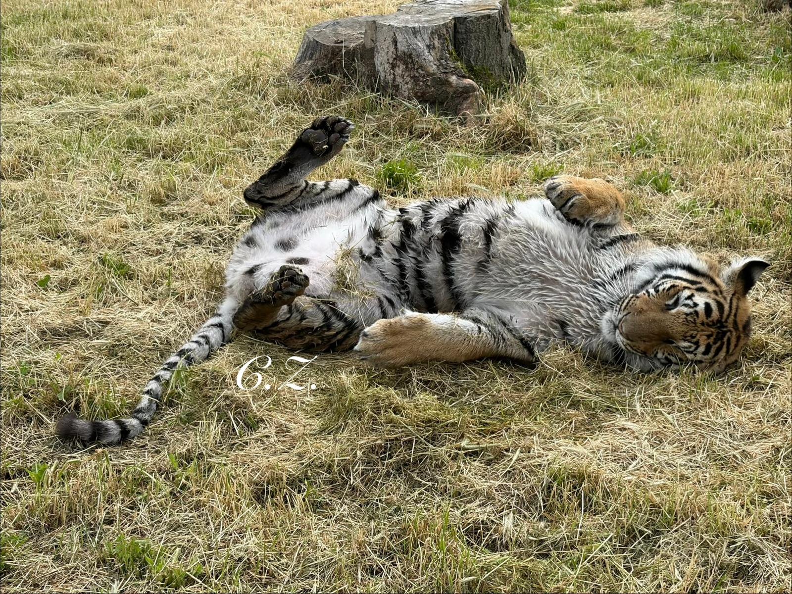 Spendenaufruf für in Not geratene Tiger campaign photo, 4 of 6