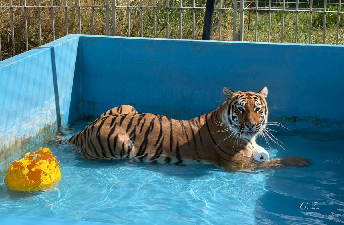 Spendenaufruf für in Not geratene Tiger campaign photo, 4 of 8