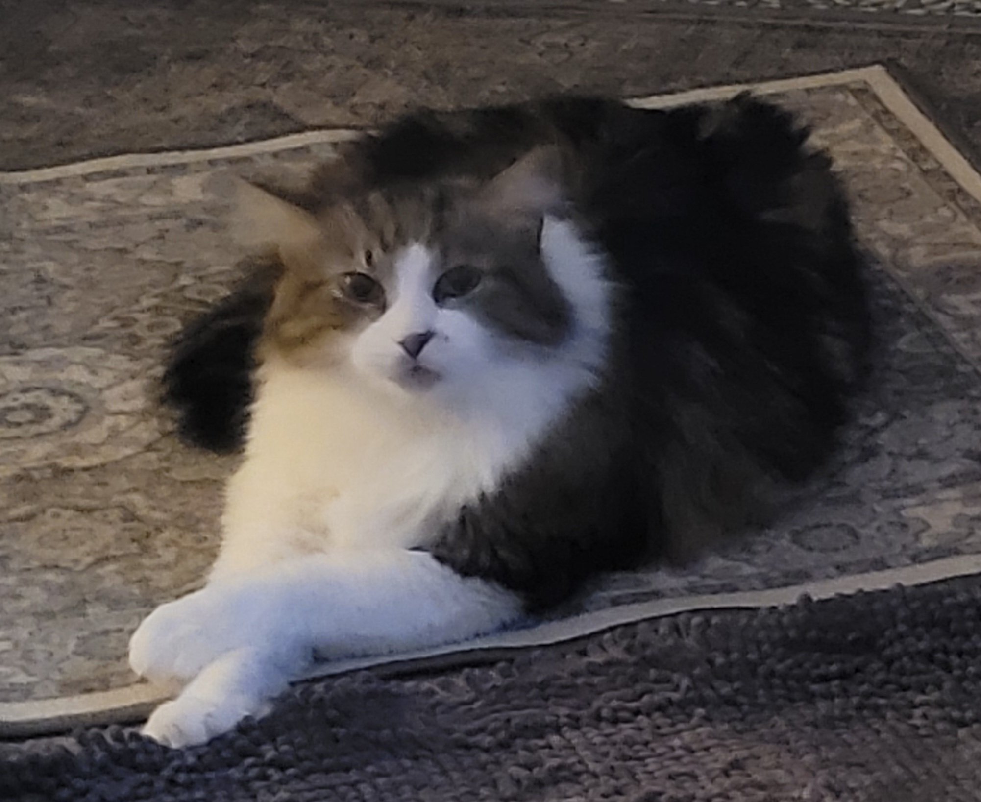Help Alfred Recover and Keep His Pets campaign photo, 7 of 8