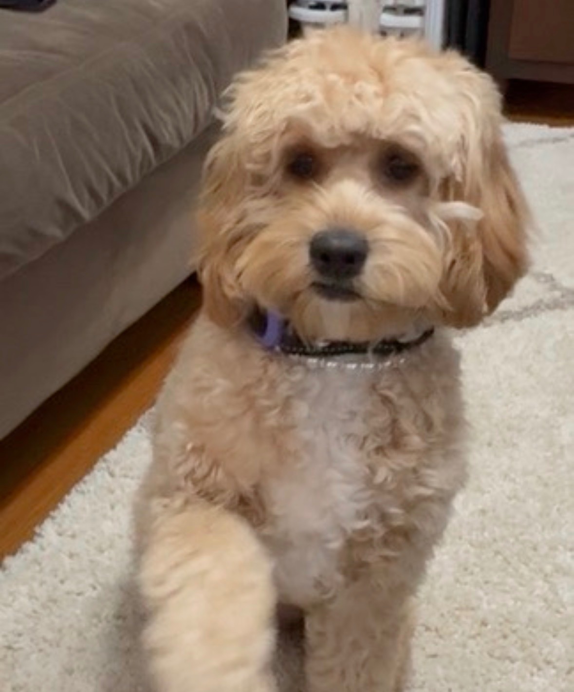 Help Georgia, My Son's Service Dog, Get Surgery campaign photo, 7 of 8