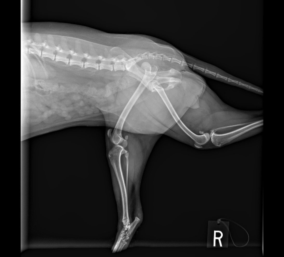 Help Georgia, My Son's Service Dog, Get Surgery campaign photo, 4 of 8