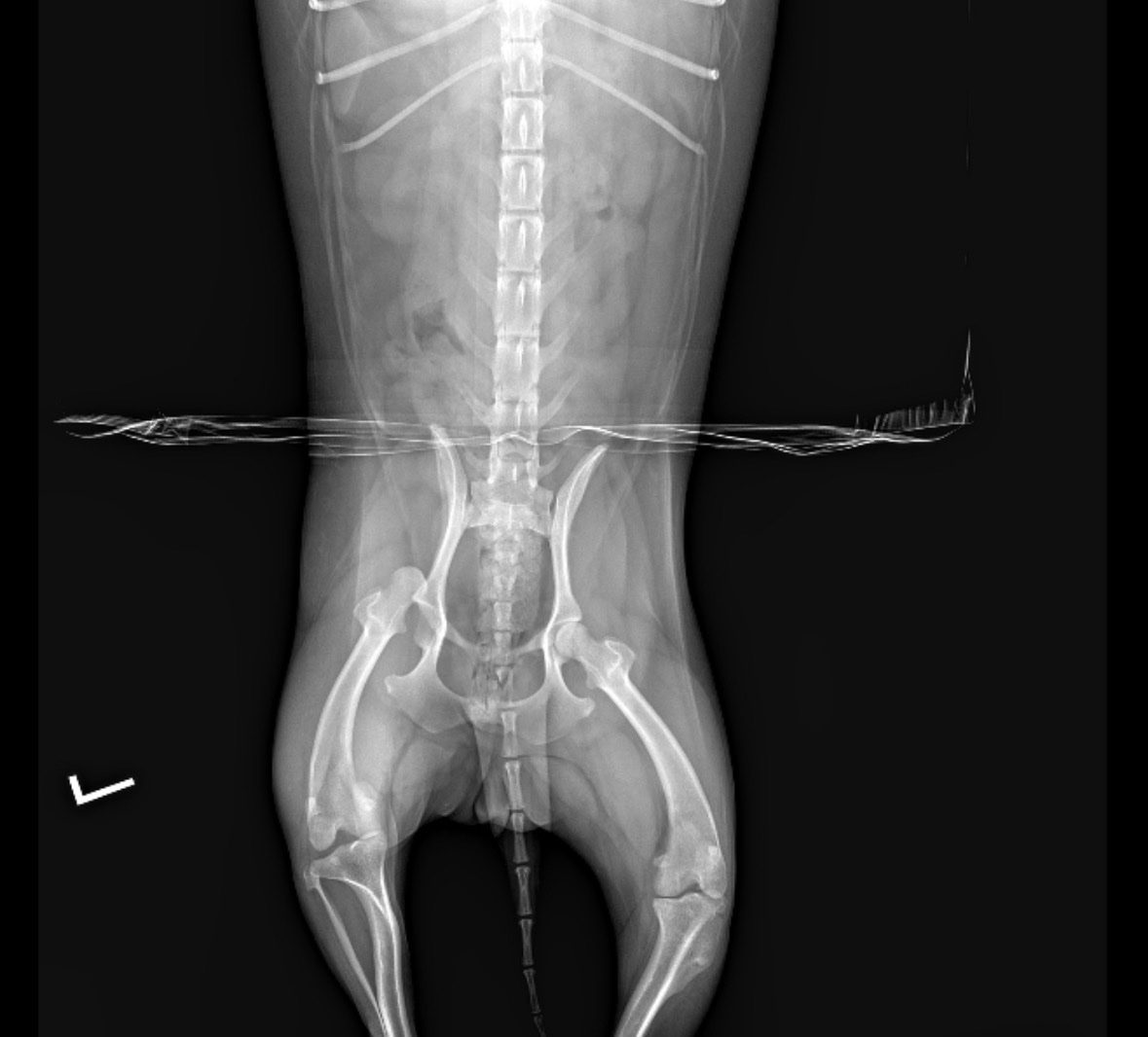 Help Georgia, My Son's Service Dog, Get Surgery campaign photo, 6 of 8