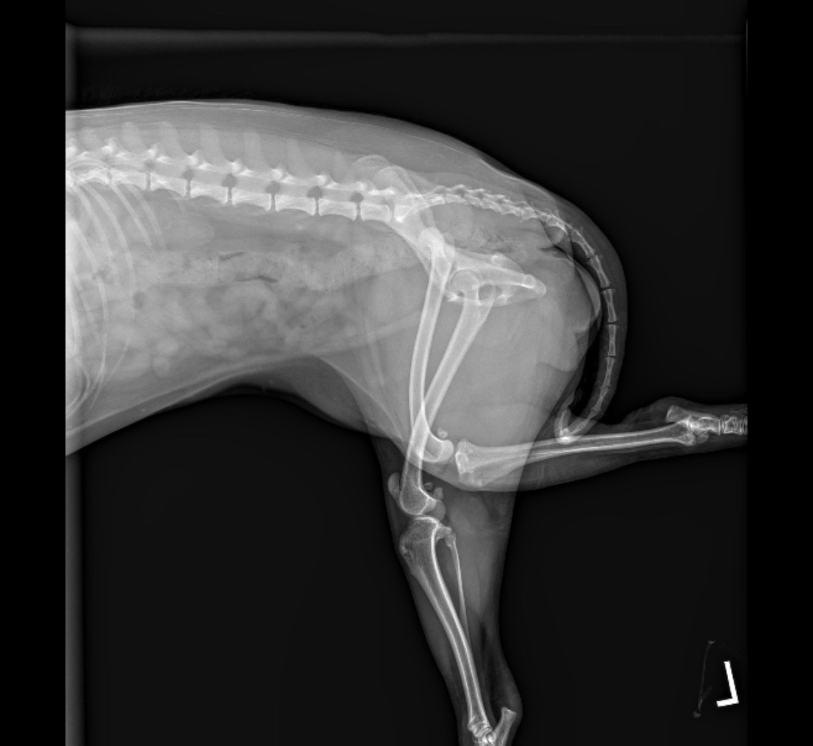 Help Georgia, My Son's Service Dog, Get Surgery campaign photo, 5 of 8