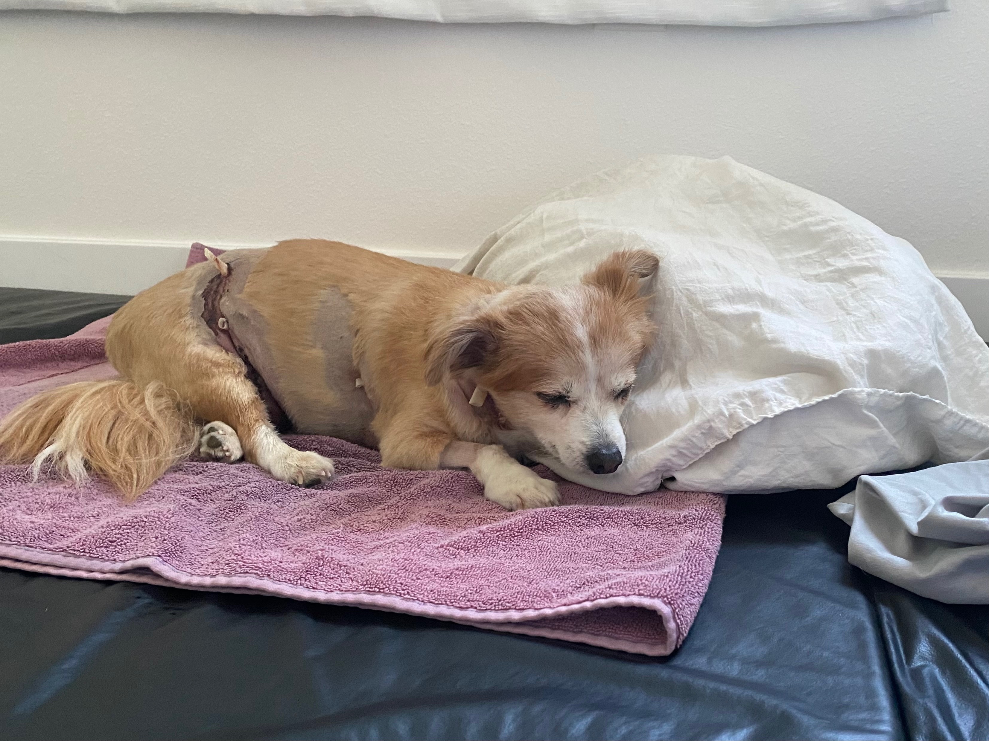 Kokua for Ziggy’s Continued Recovery campaign photo, 7 of 8