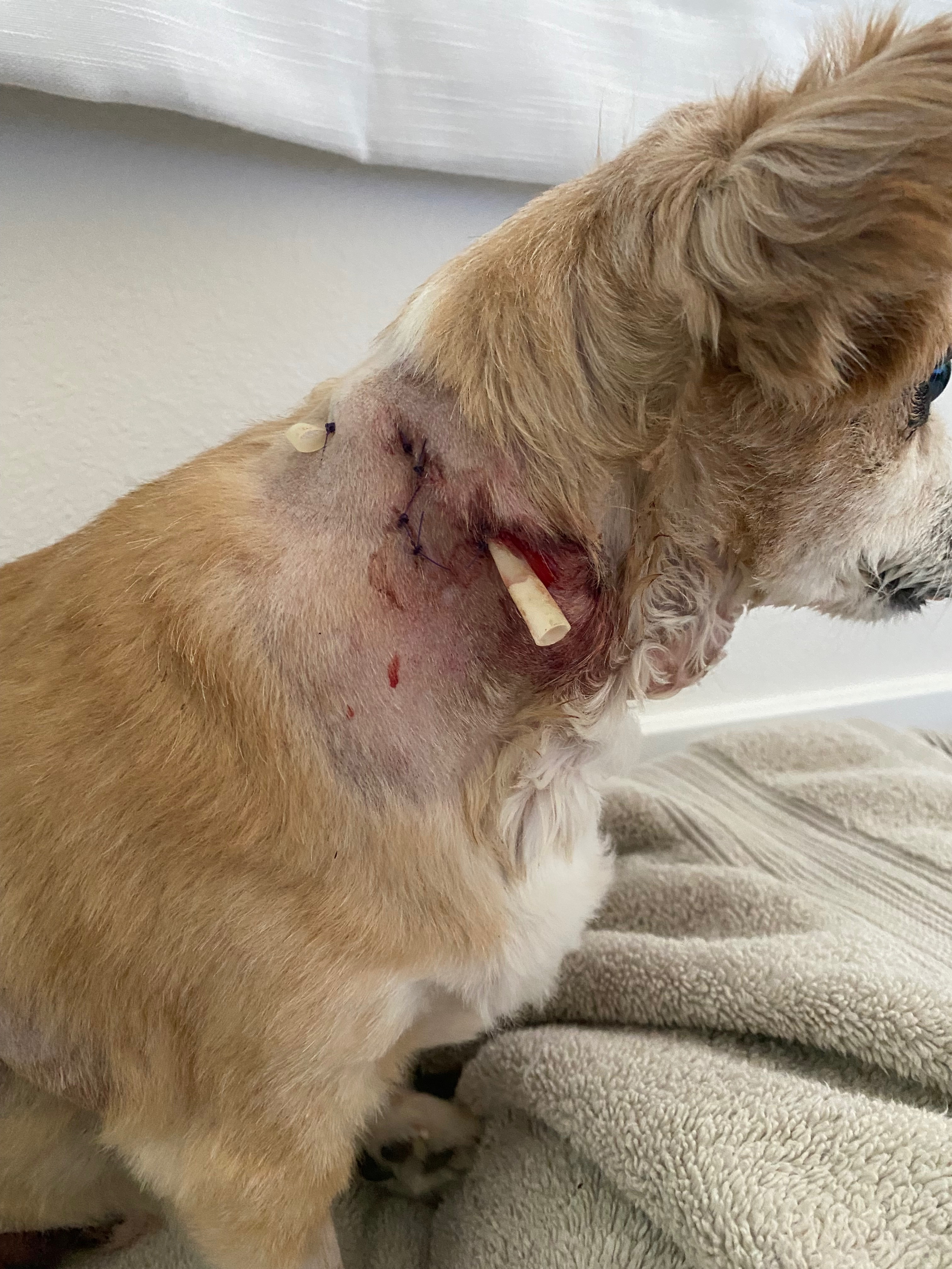 Kokua for Ziggy’s Continued Recovery campaign photo, 2 of 8