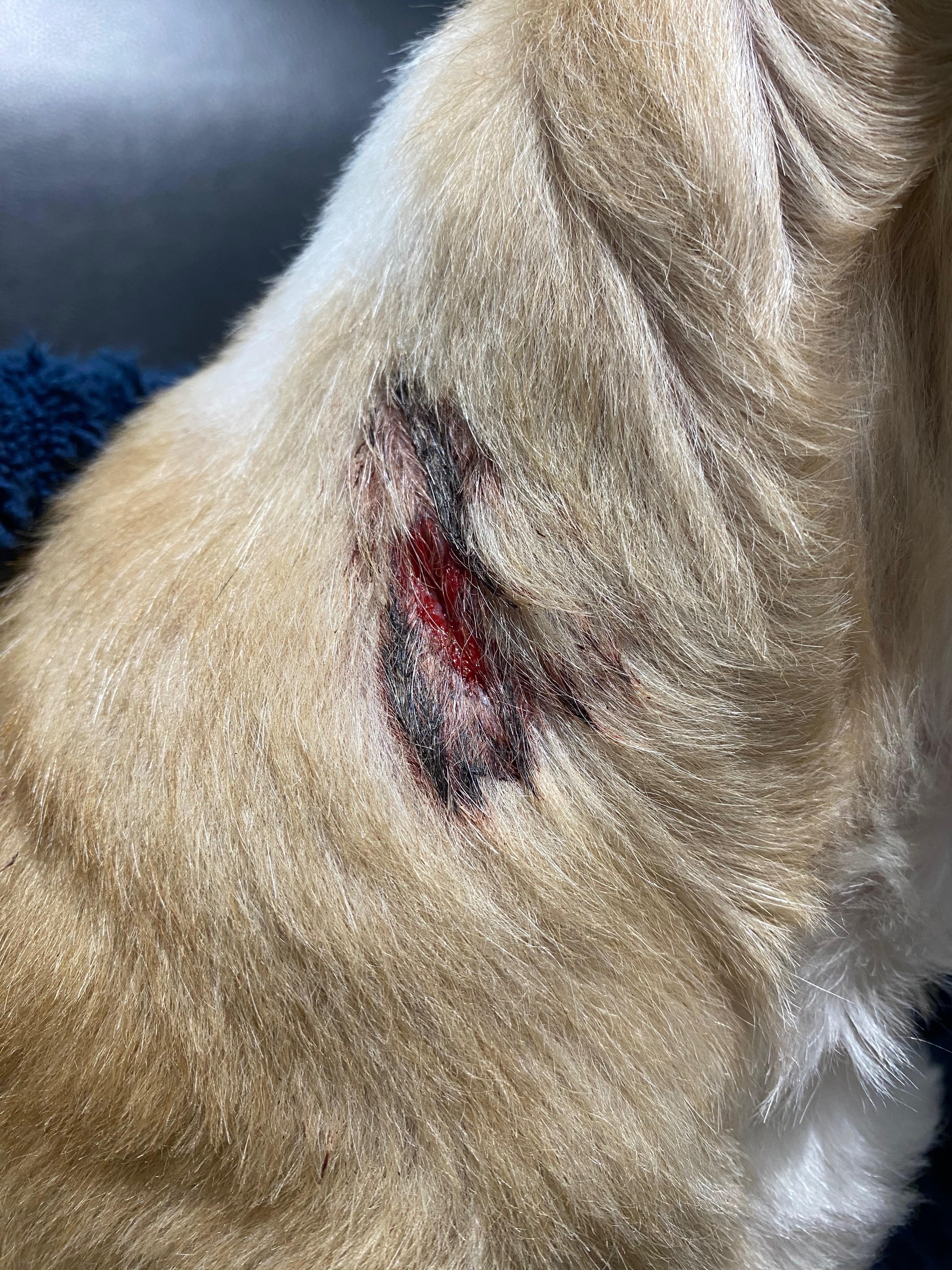 Kokua for Ziggy’s Continued Recovery campaign photo, 4 of 8