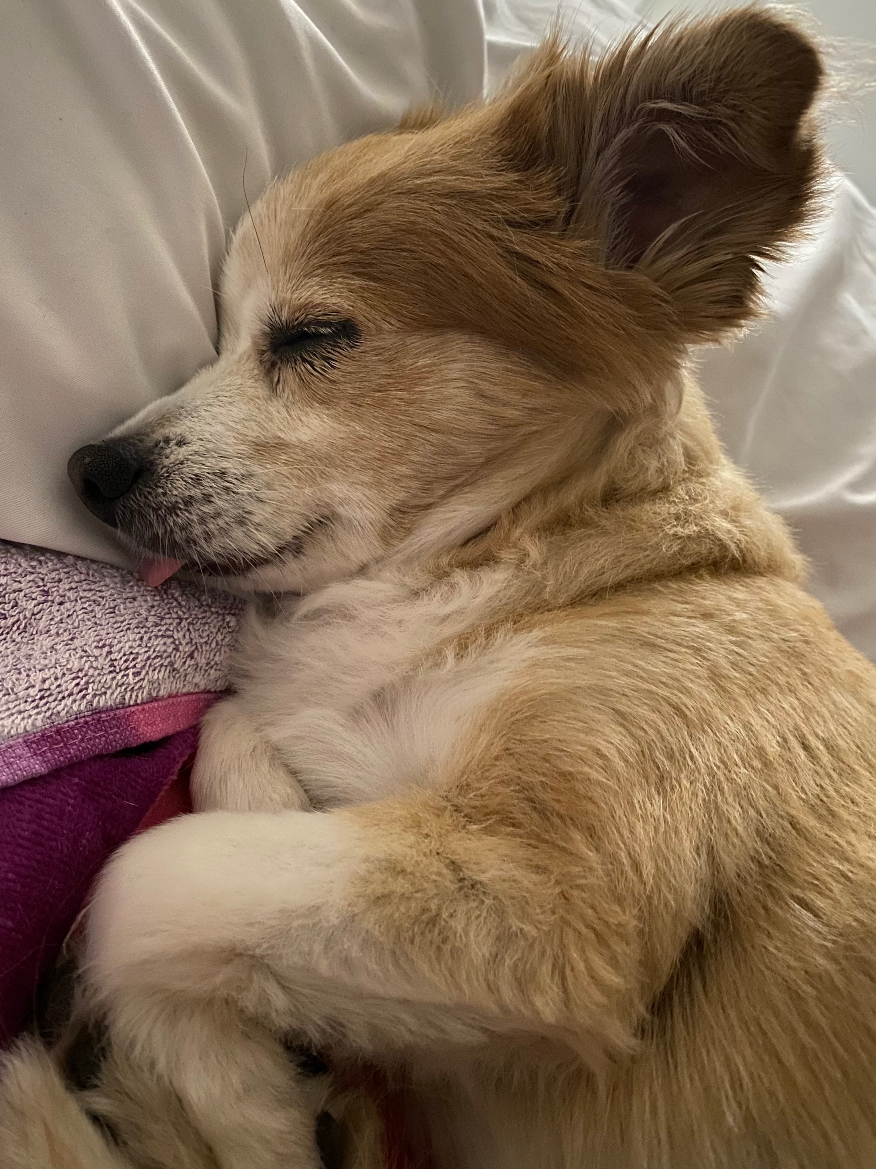 Kokua for Ziggy’s Continued Recovery campaign photo, 5 of 8
