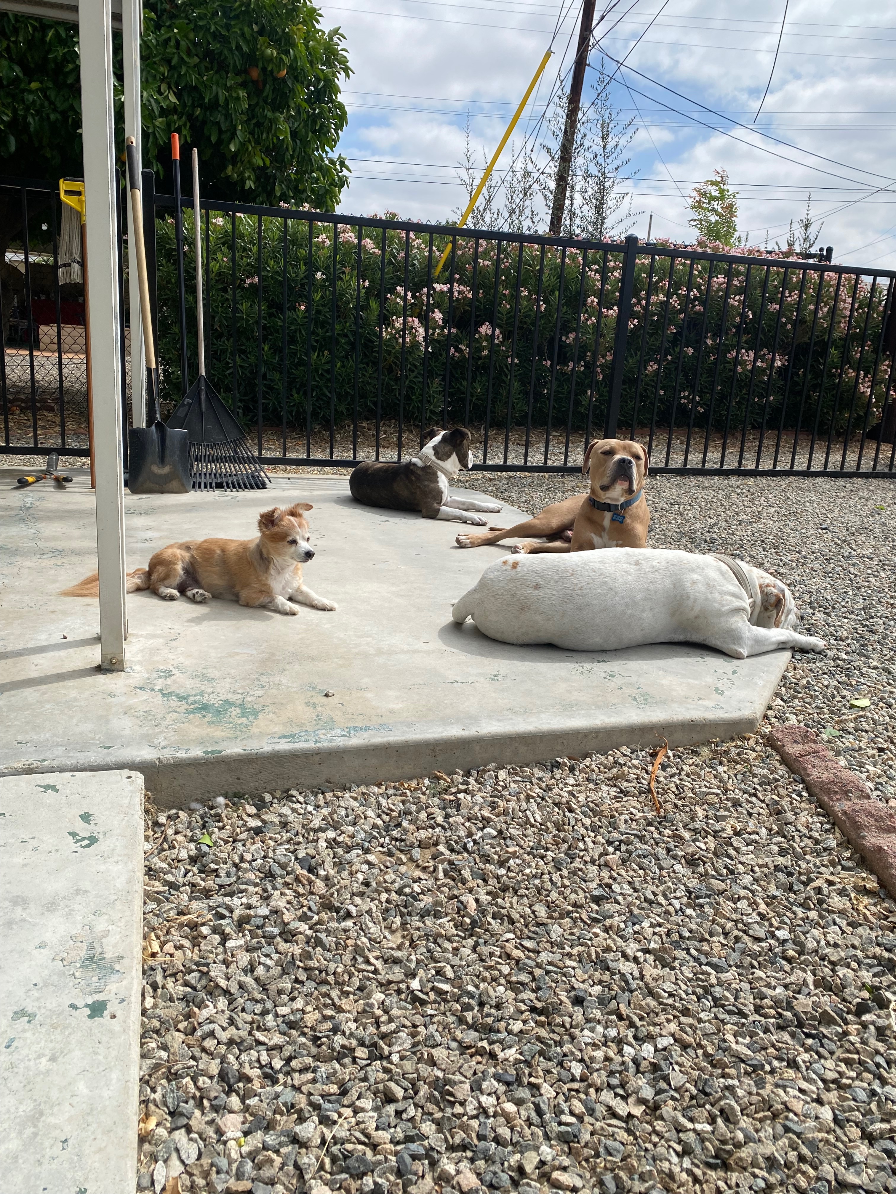 Kokua for Ziggy’s Continued Recovery campaign photo, 6 of 8