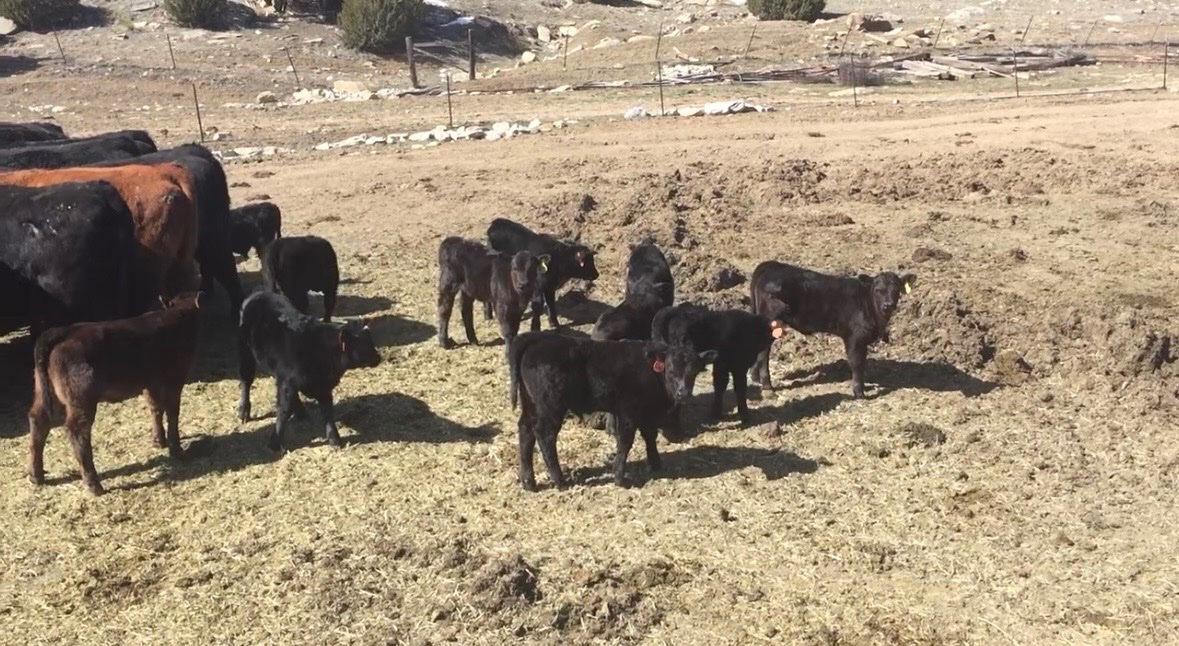 Support the Cox Family Ranch in Their Time of Need campaign photo, 6 of 7