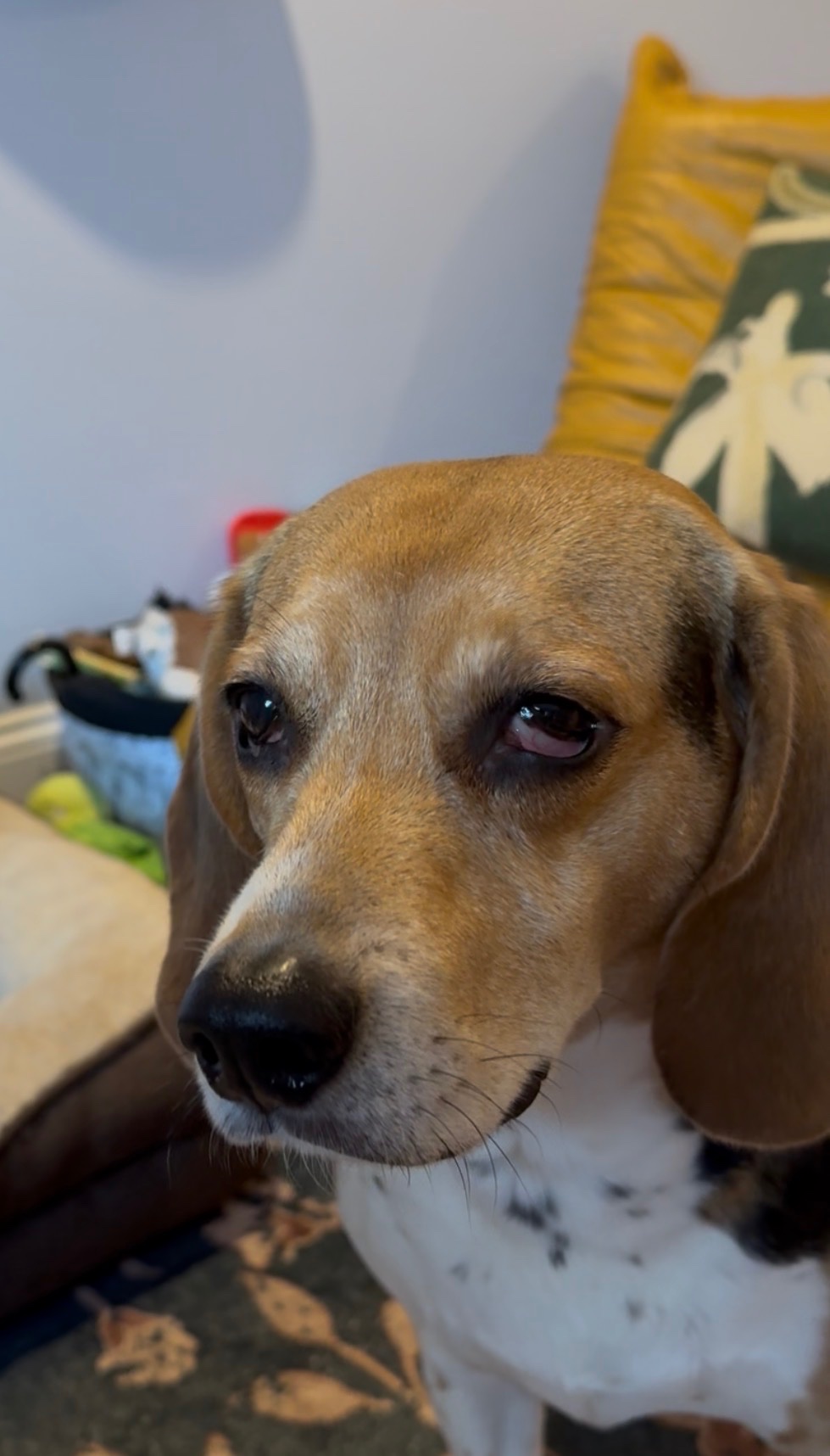 Help Us Find the Cause of Her Seizures campaign photo, 7 of 8