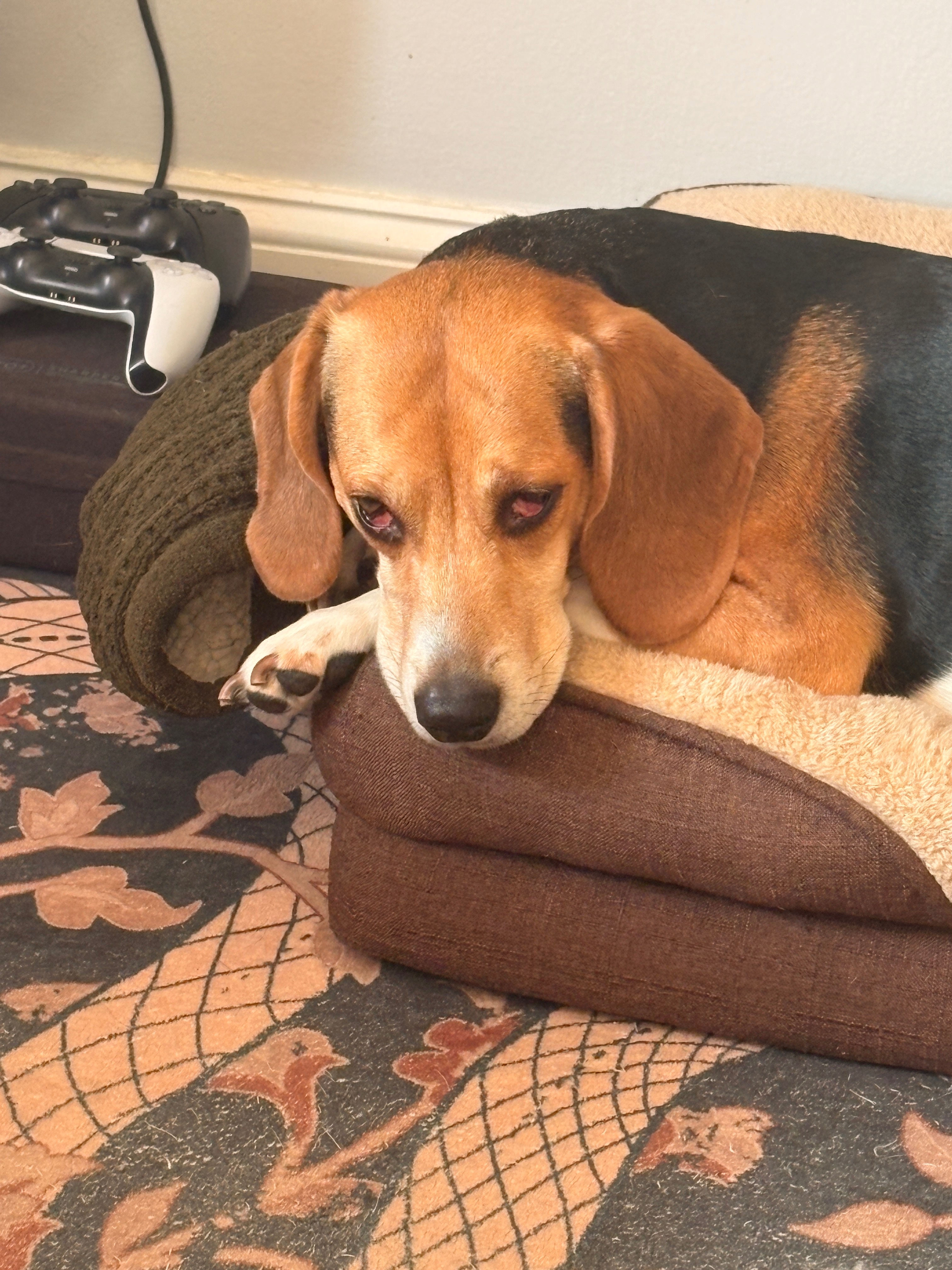 Help Us Find the Cause of Her Seizures campaign photo, 5 of 8
