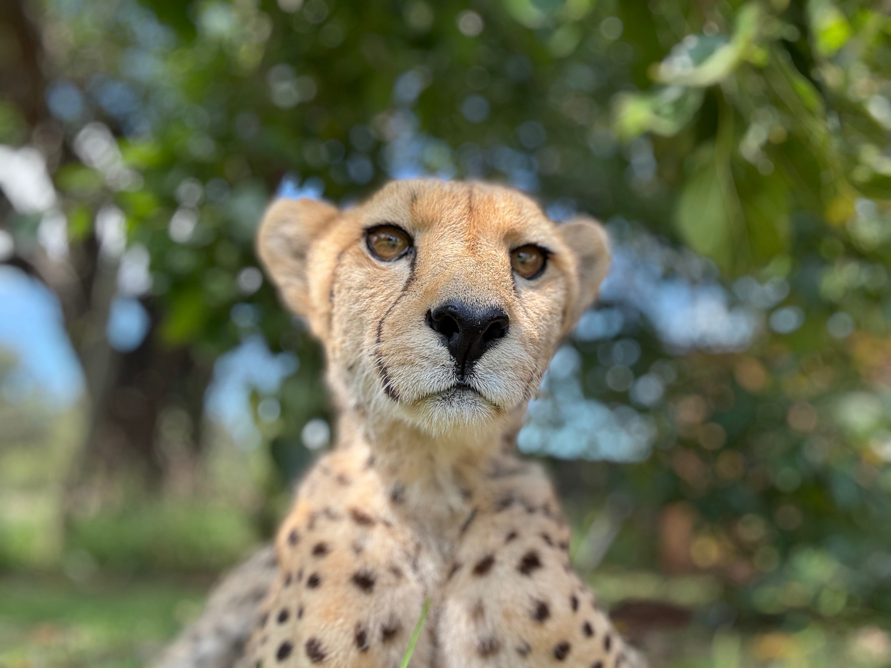 Support the animals at Libran Wildlife Reserve campaign photo, 2 of 8