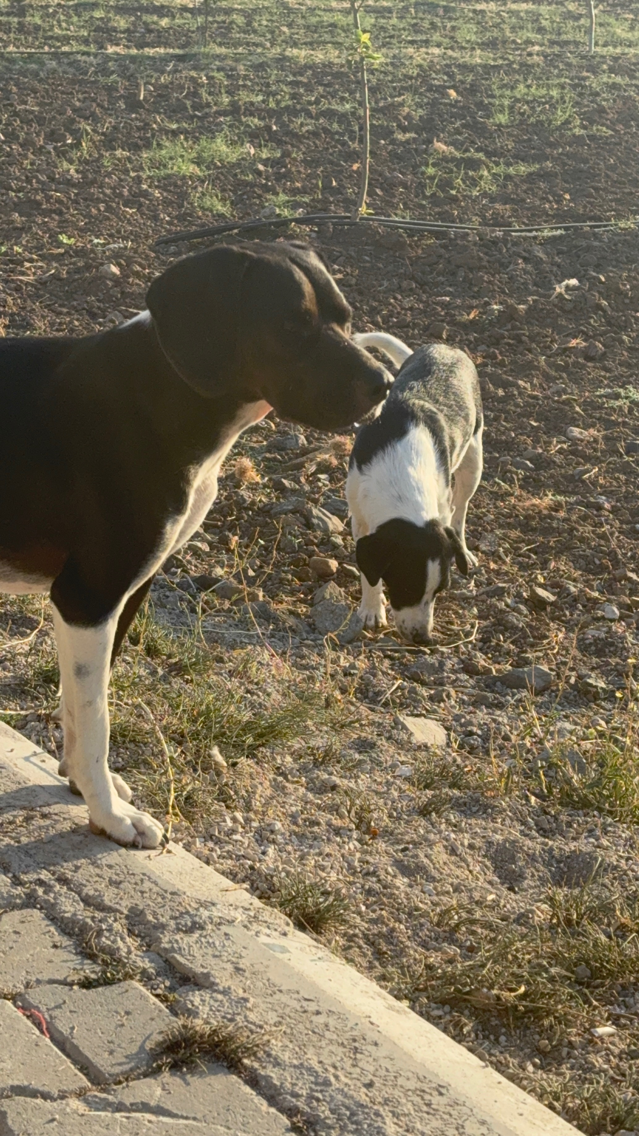 Help towards Eddie’s rescue costs campaign photo, 6 of 7