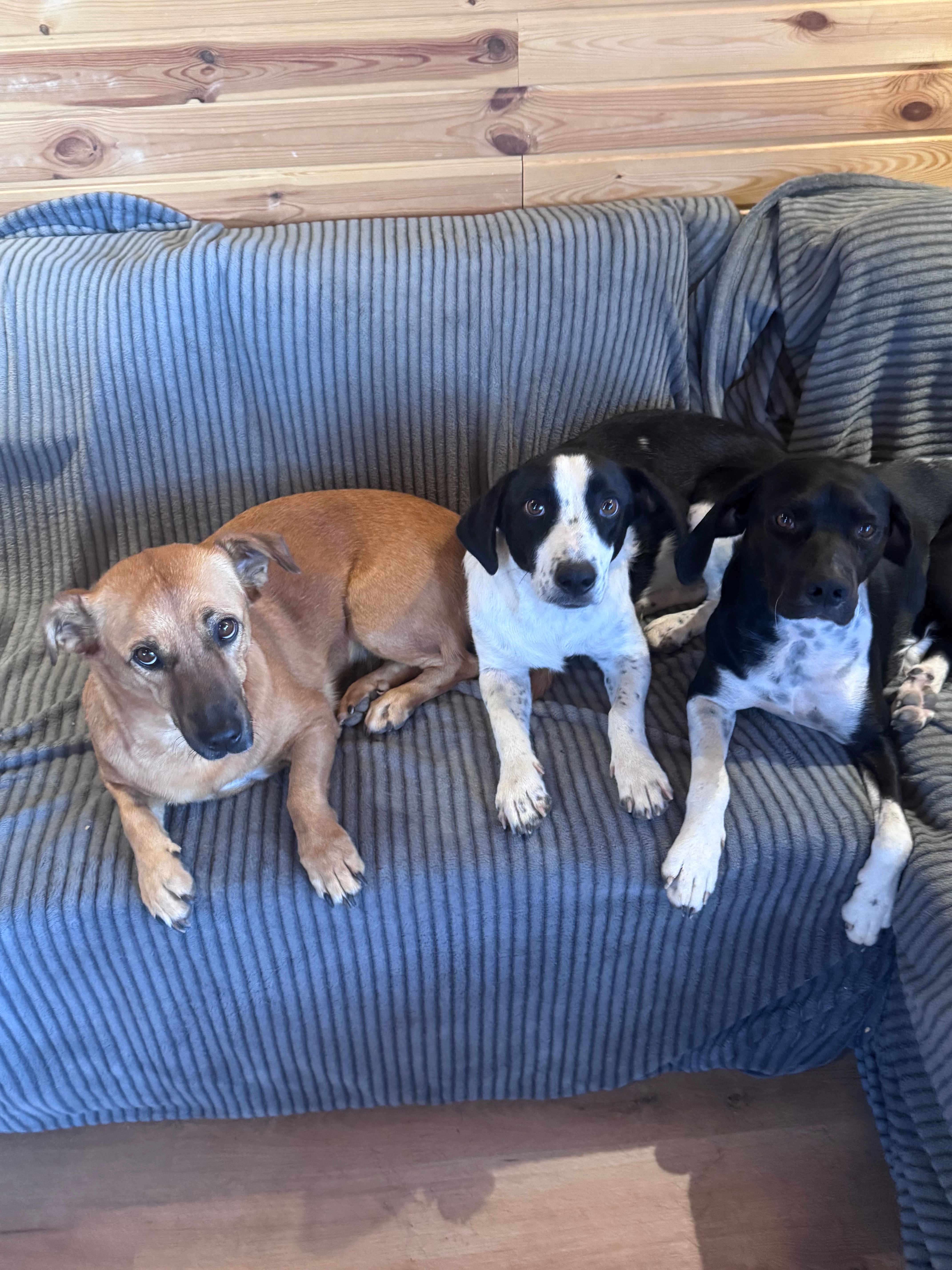 Help towards Eddie’s rescue costs campaign photo, 2 of 7