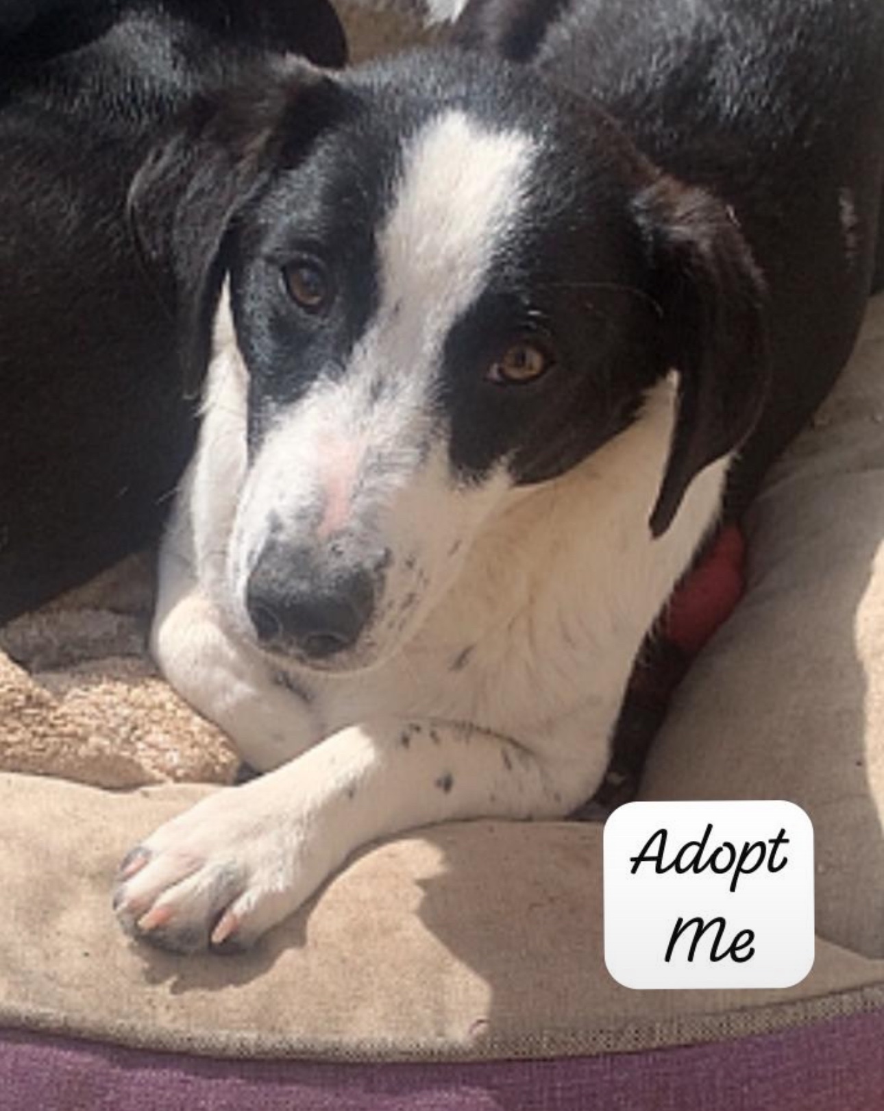 Support Luna’s road to trauma recovery campaign photo, 6 of 7