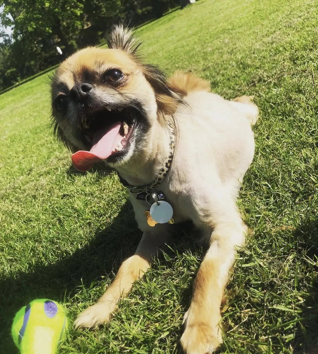 Help Chester get the care he desperately needs ❤️ campaign photo, 6 of 7