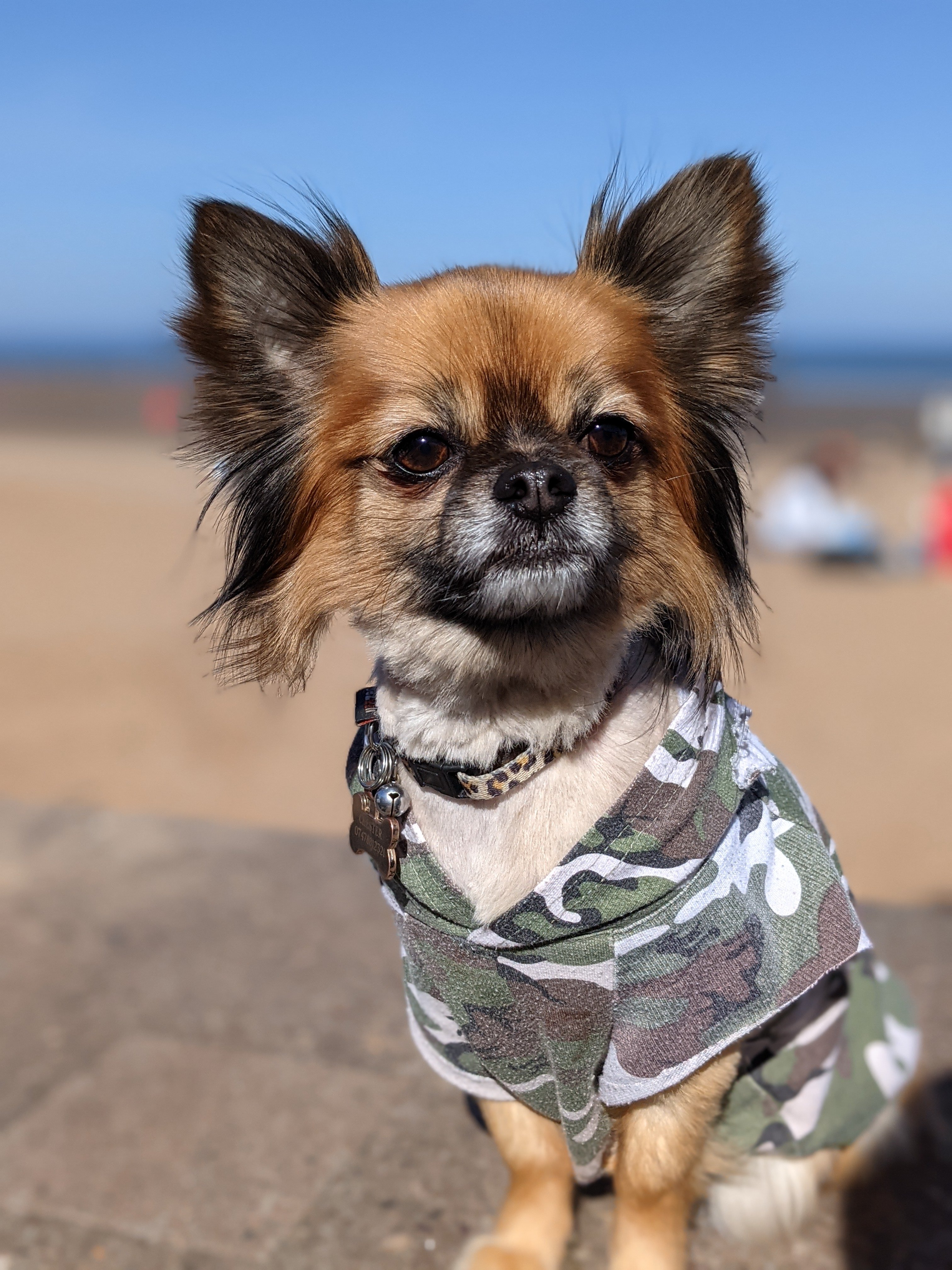 Help Chester get the care he desperately needs ❤️ campaign photo, 2 of 7