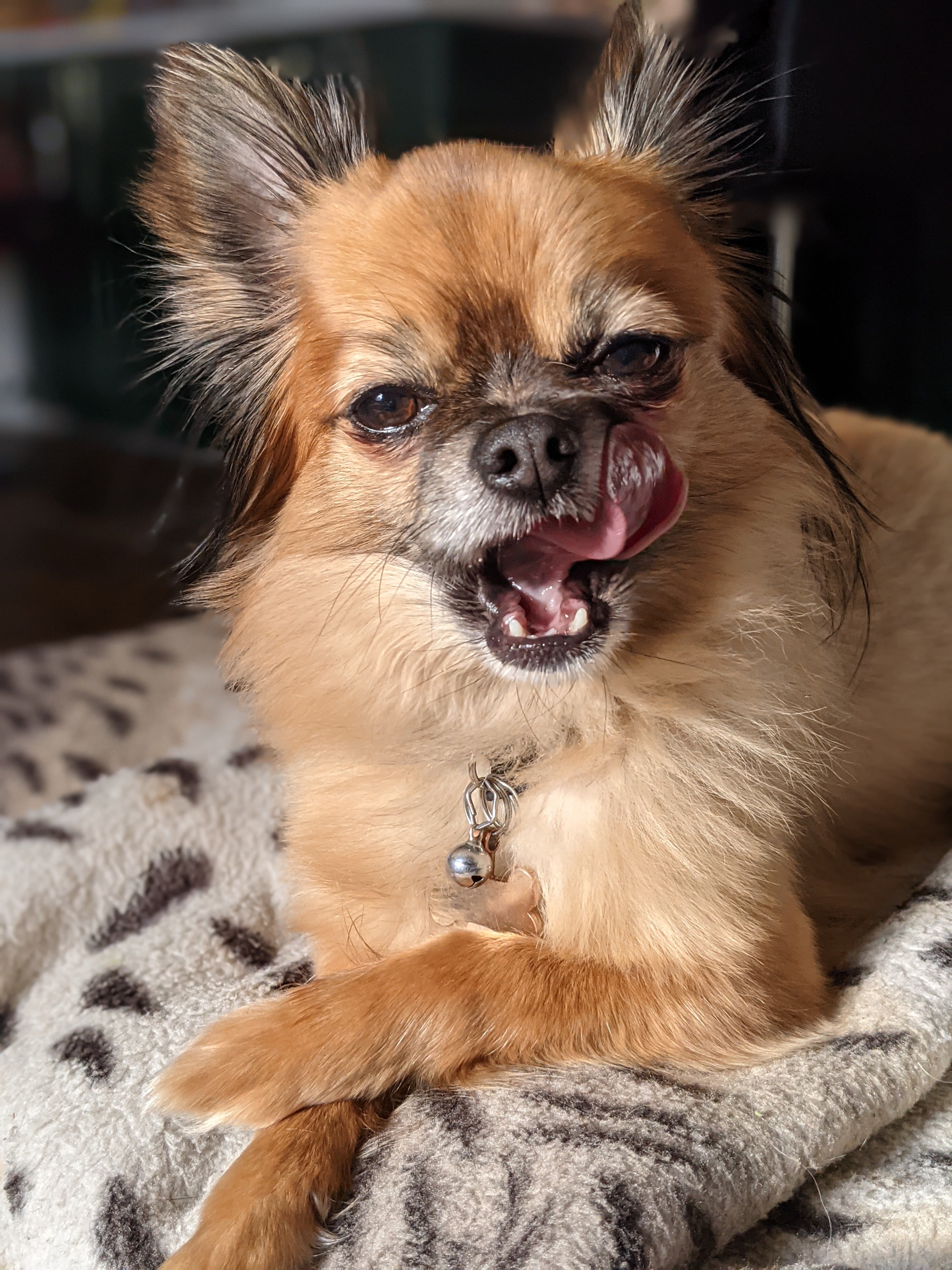 Help Chester get the care he desperately needs ❤️ campaign photo, 4 of 7