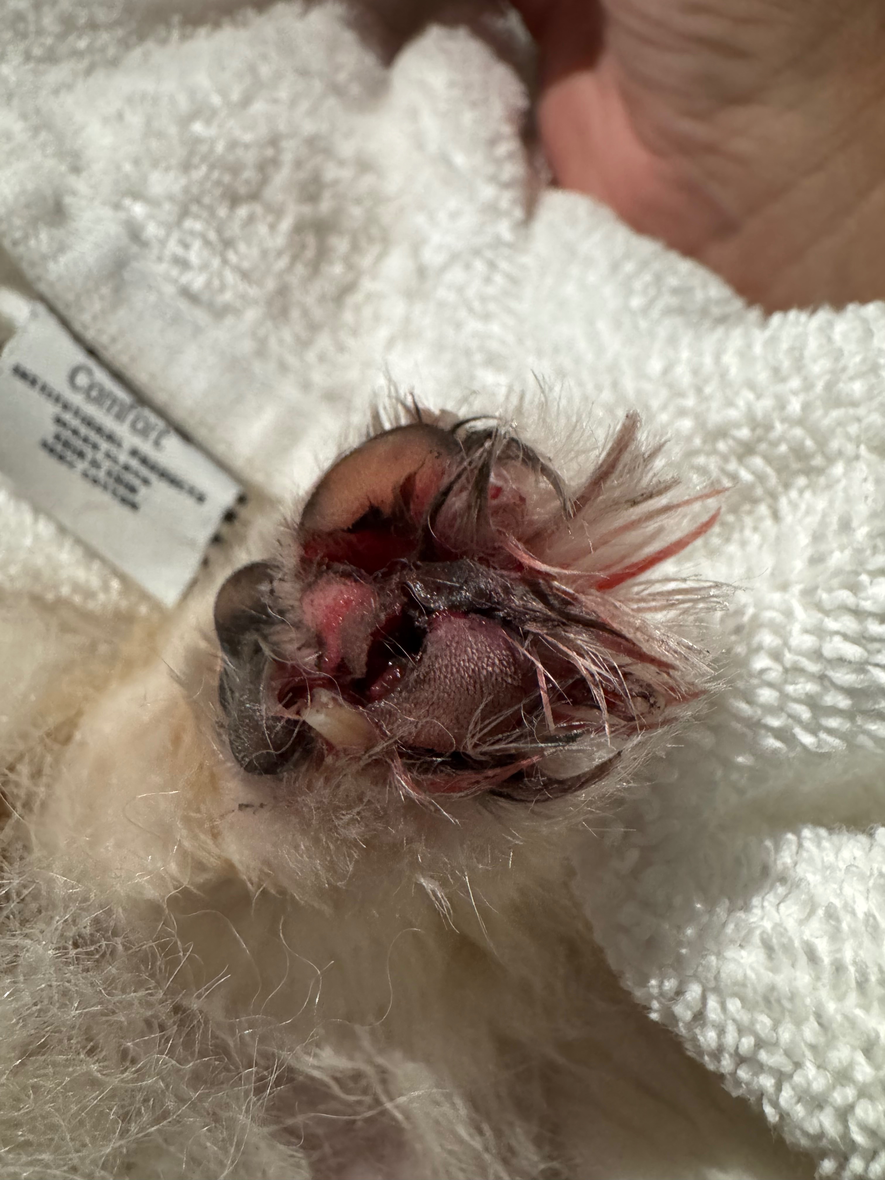 Help Save Louie’s Paw After Escalator Accident campaign photo, 7 of 8