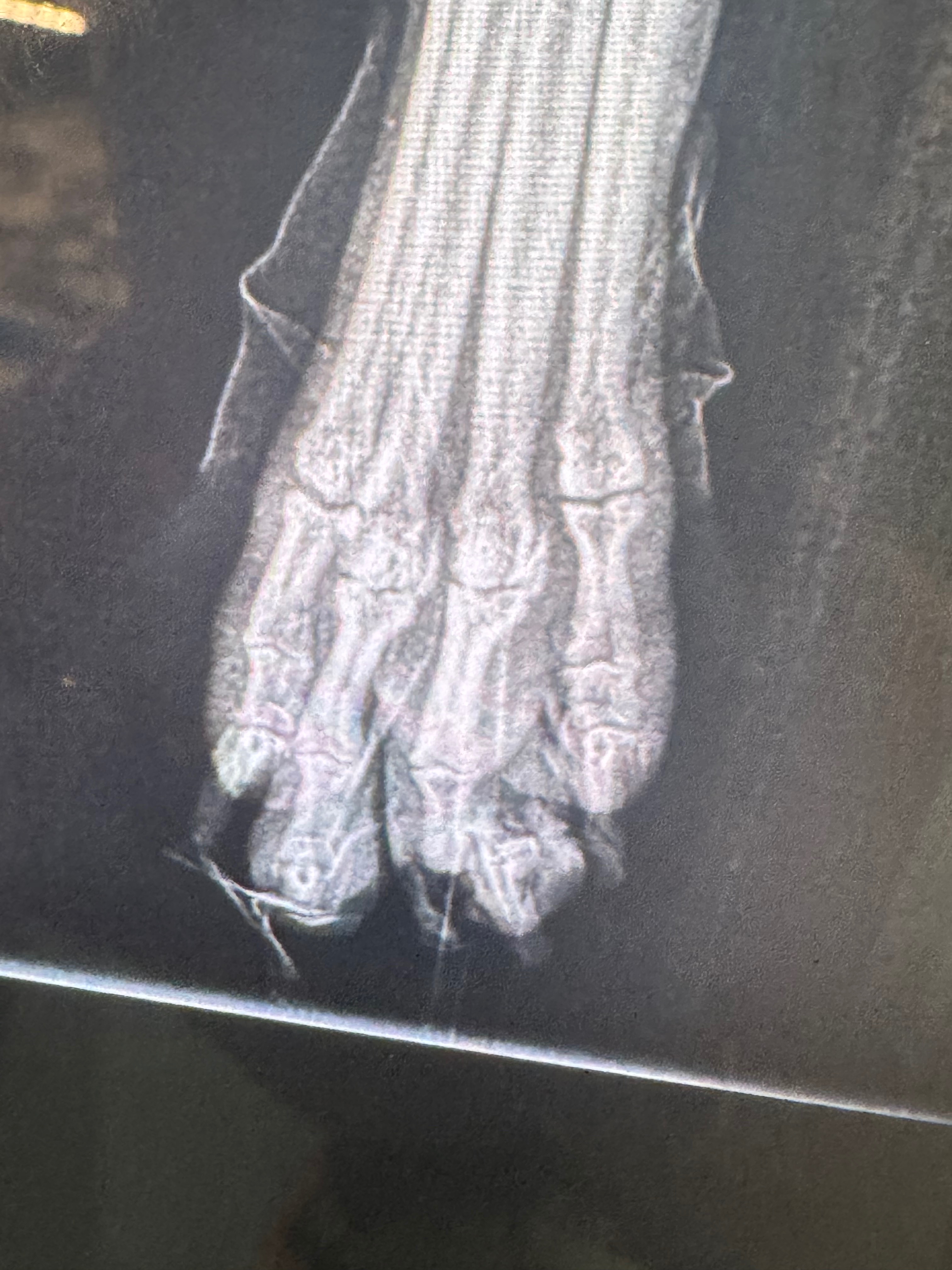 Help Save Louie’s Paw After Escalator Accident campaign photo, 2 of 8