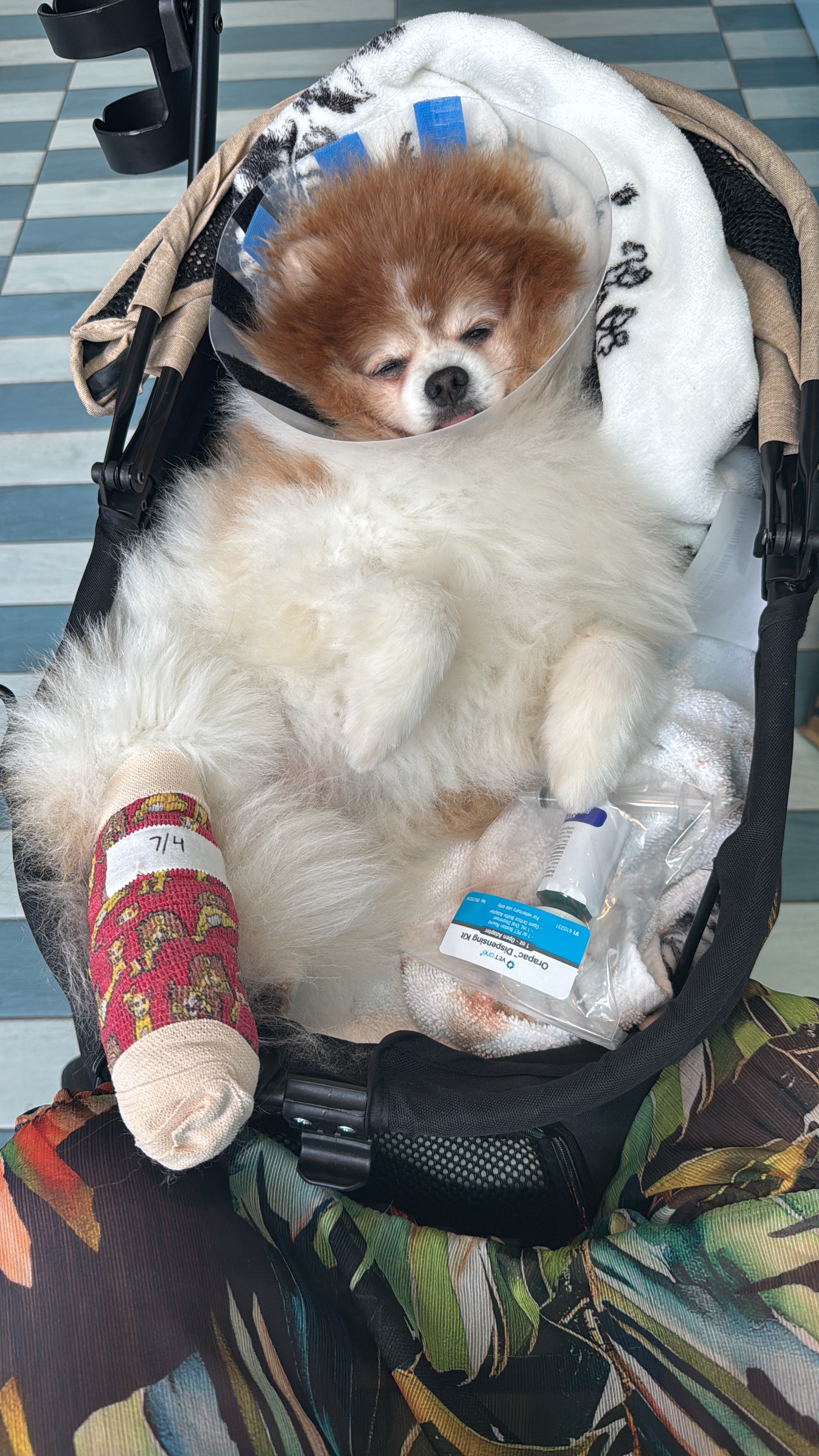Help Save Louie’s Paw After Escalator Accident campaign photo, 4 of 8
