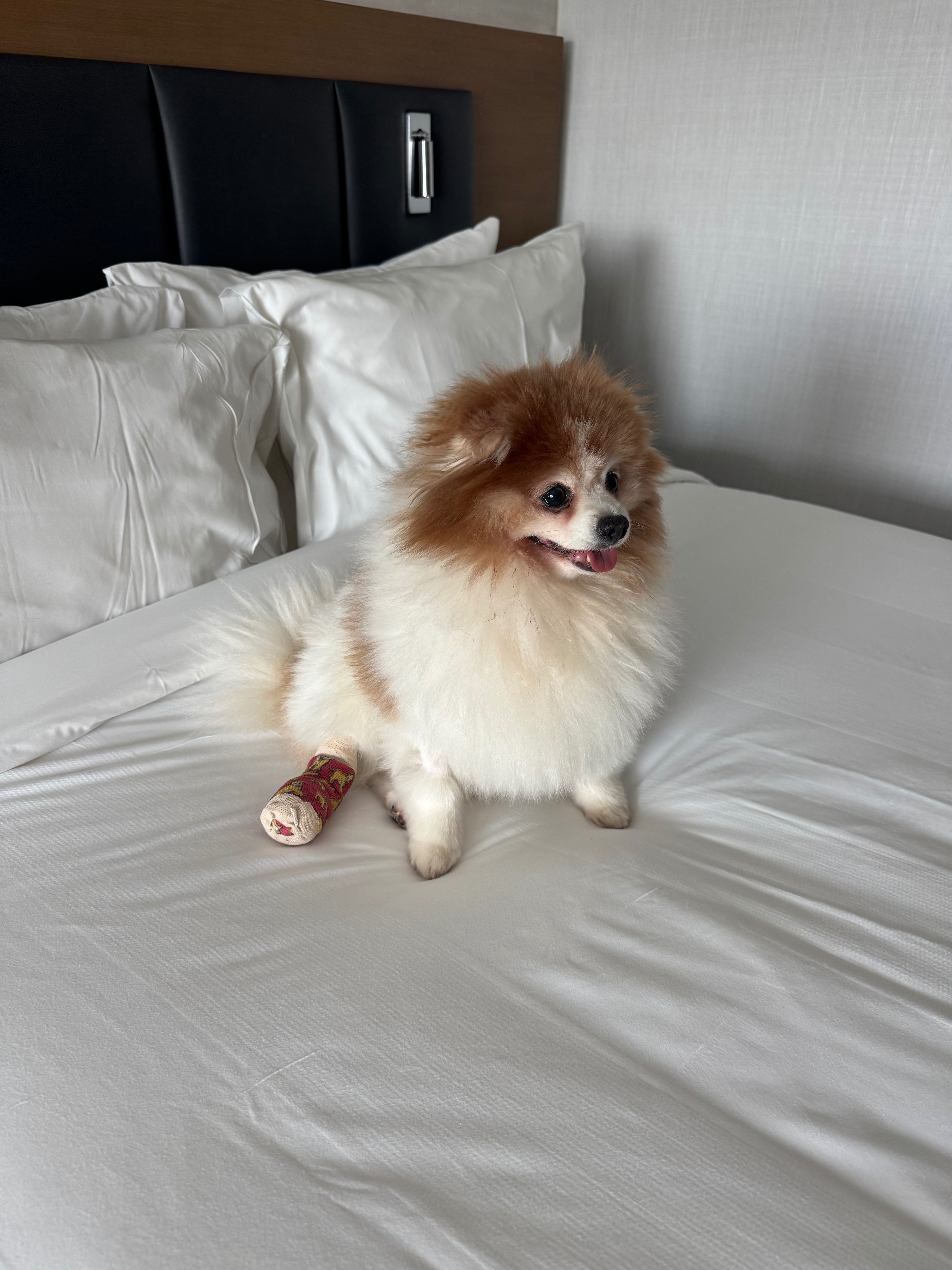 Help Save Louie’s Paw After Escalator Accident campaign photo, 5 of 8