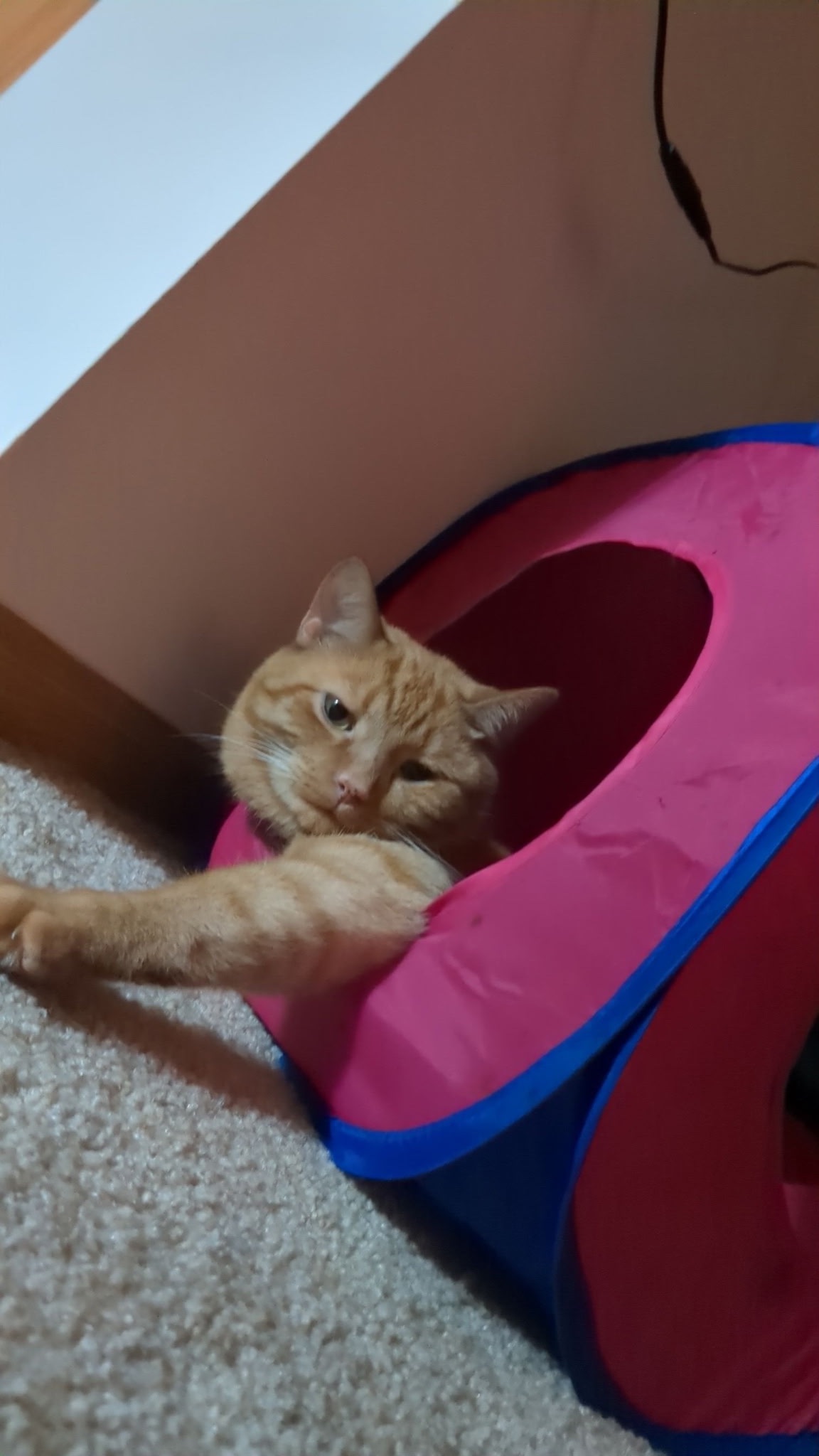 Help Save Sage Emergency Surgery for a Beloved Cat campaign photo, 2 of 4
