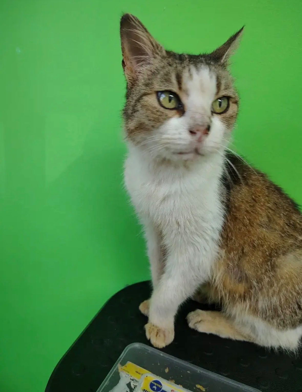 URGENT APPEAL FOR HELP - Let’s Save This Cat campaign photo, 7 of 8