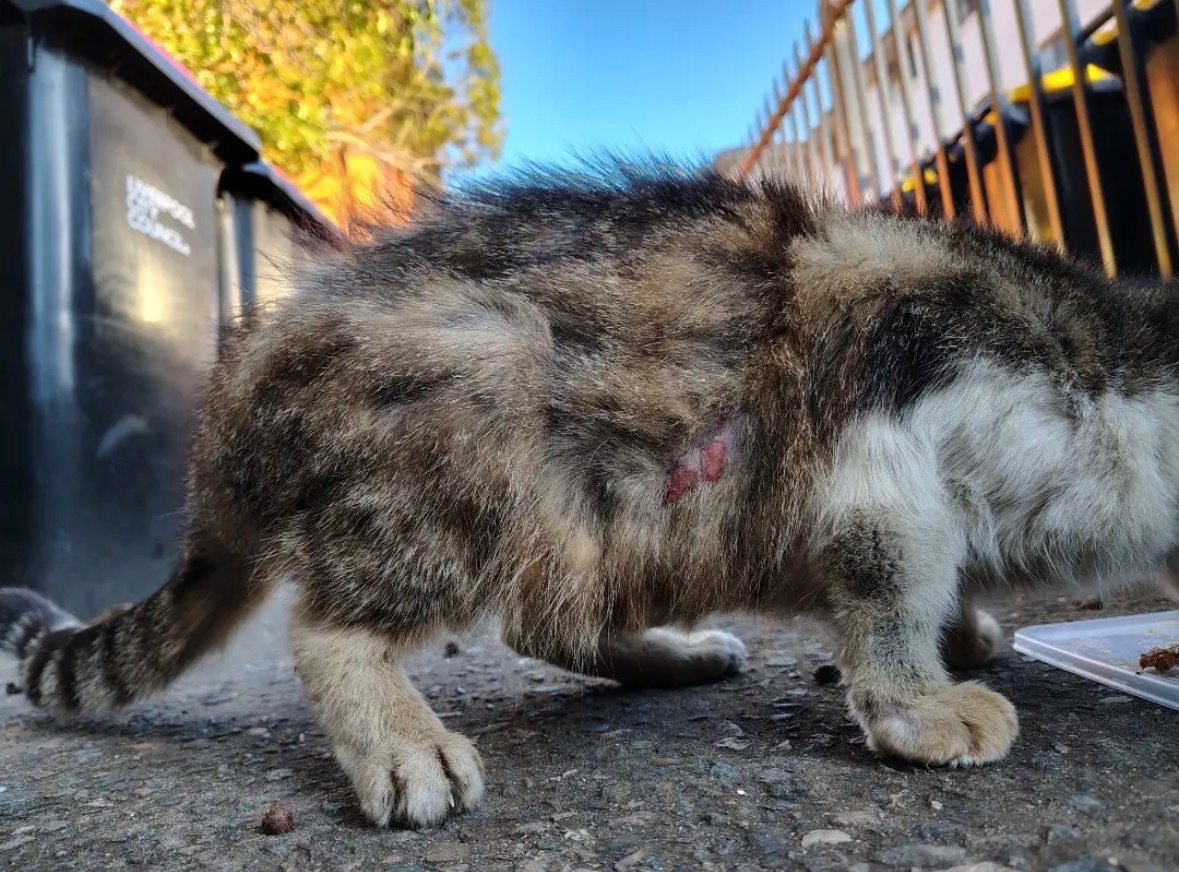 URGENT APPEAL FOR HELP - Let’s Save This Cat campaign photo, 6 of 8