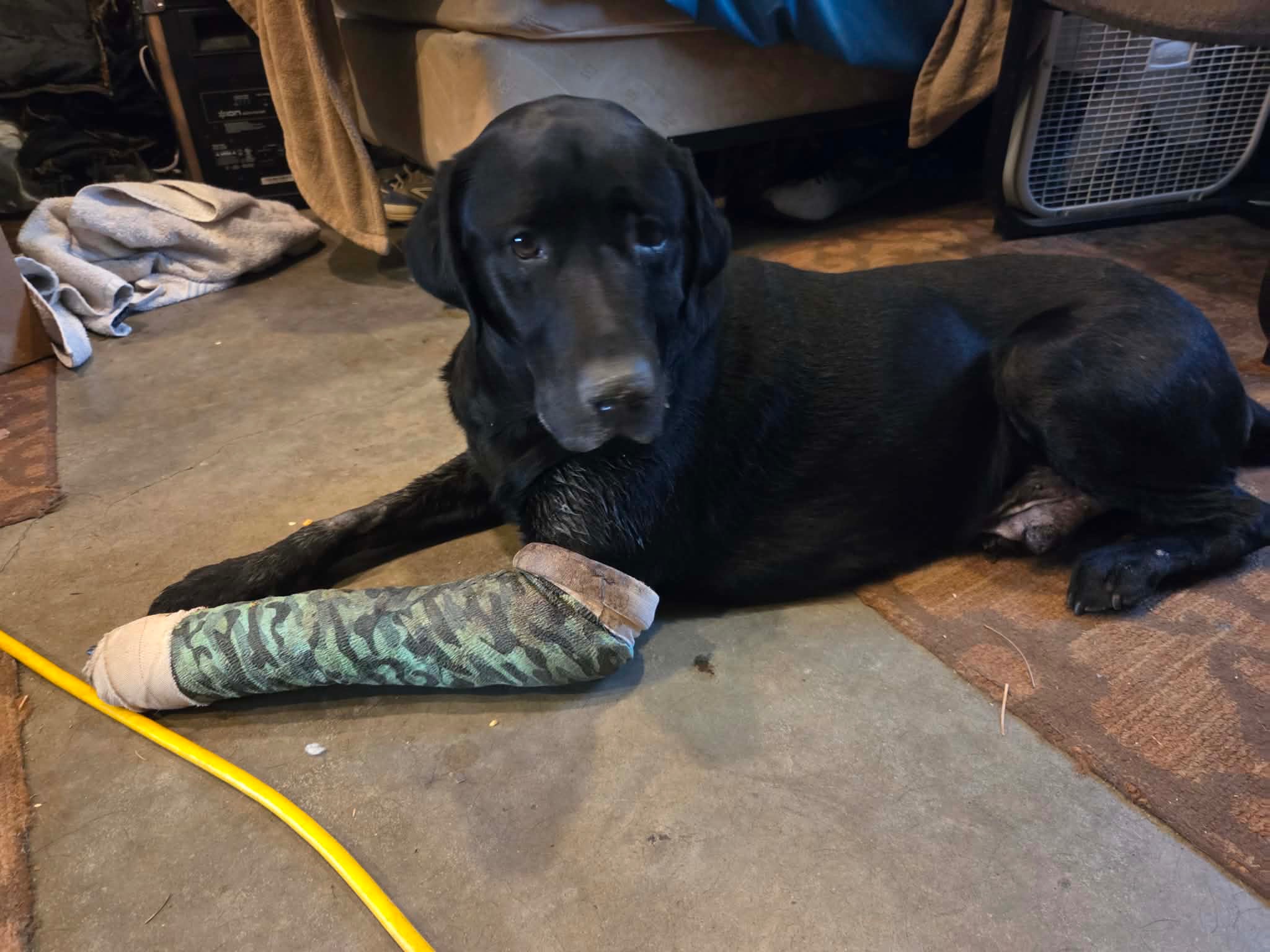 Someone Shot Smokey While He Rested campaign photo, 4 of 7