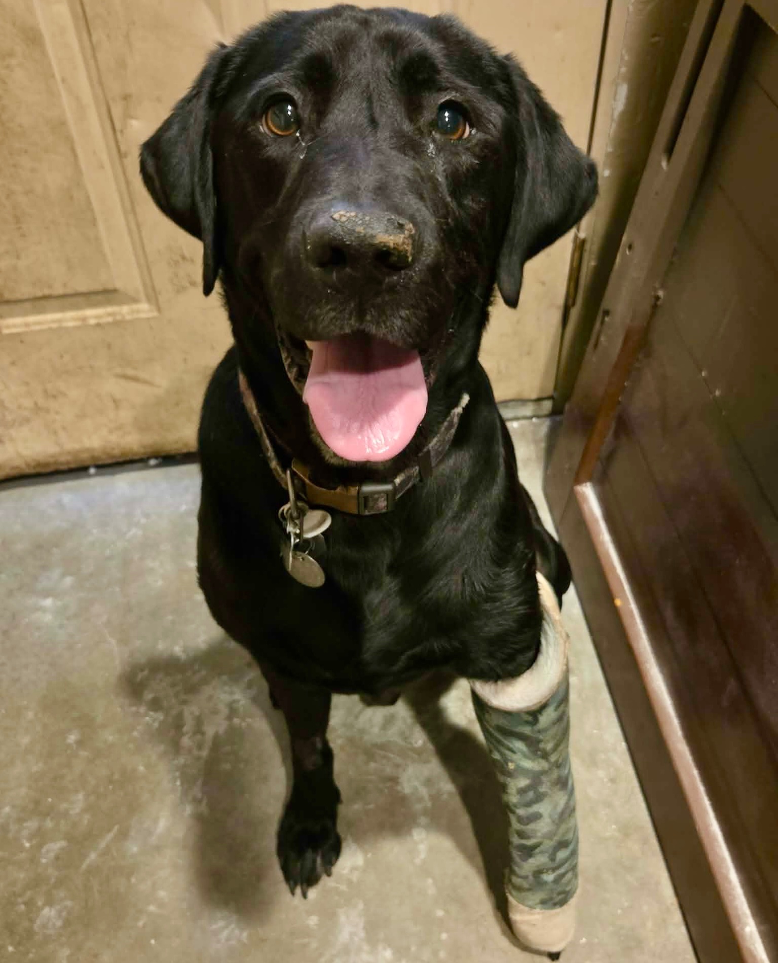 Someone Shot Smokey While He Rested campaign photo, 5 of 7