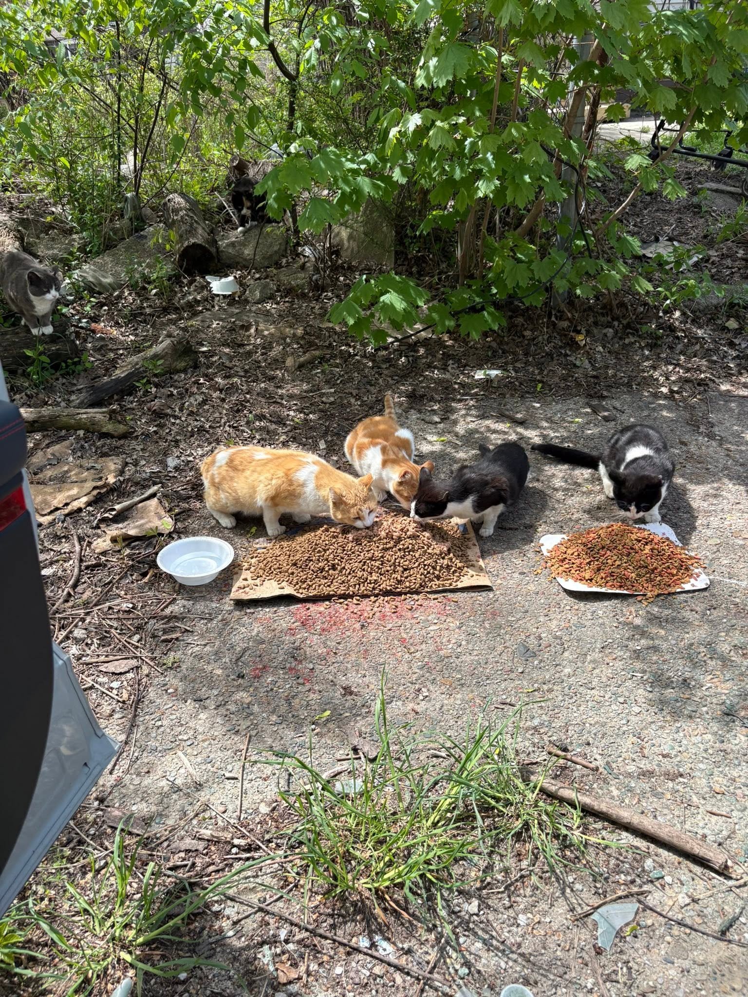 Help Save Detroit's Cats & Dogs campaign photo, 7 of 8