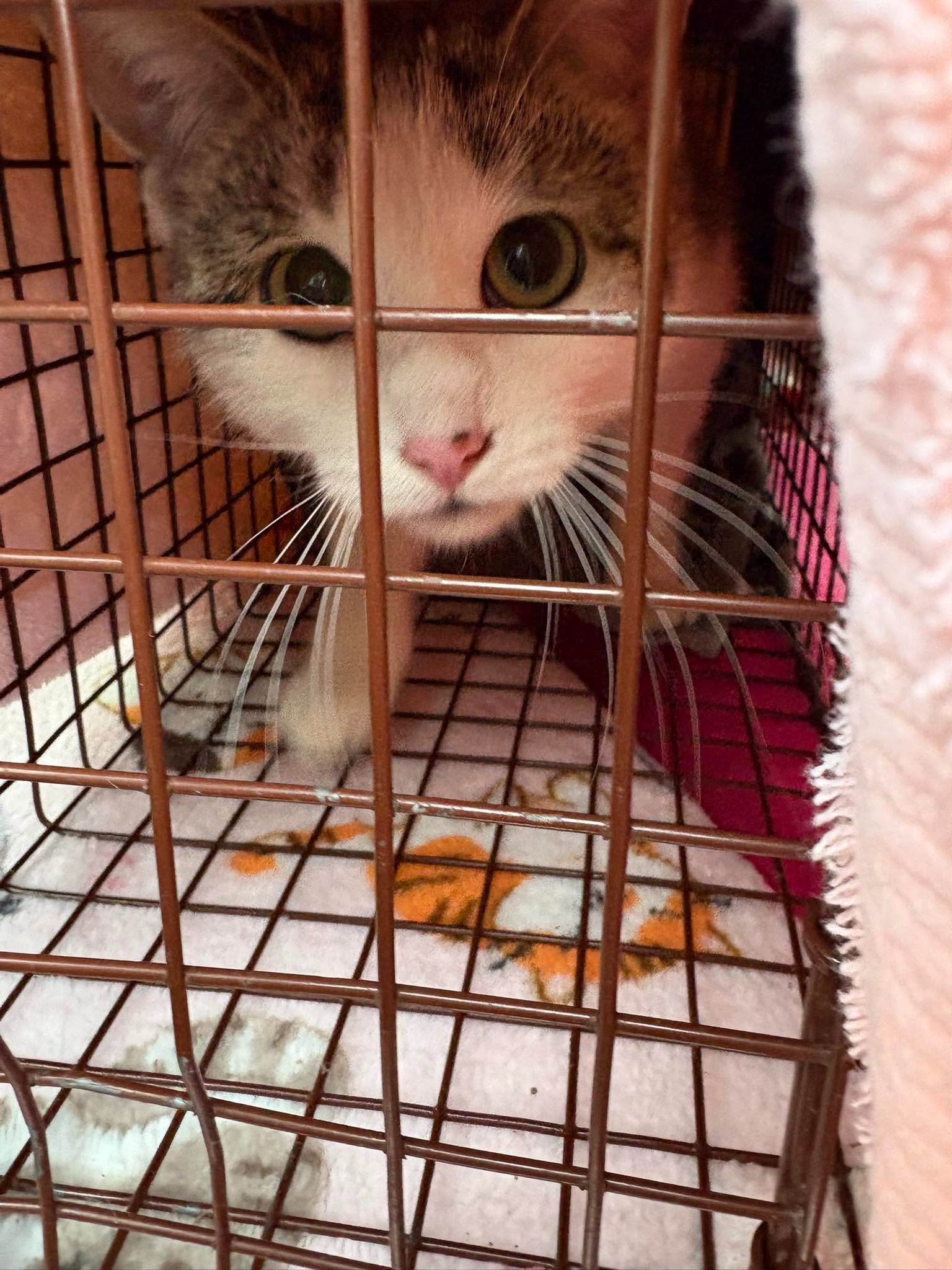 Help Save Detroit's Cats & Dogs campaign photo, 2 of 8